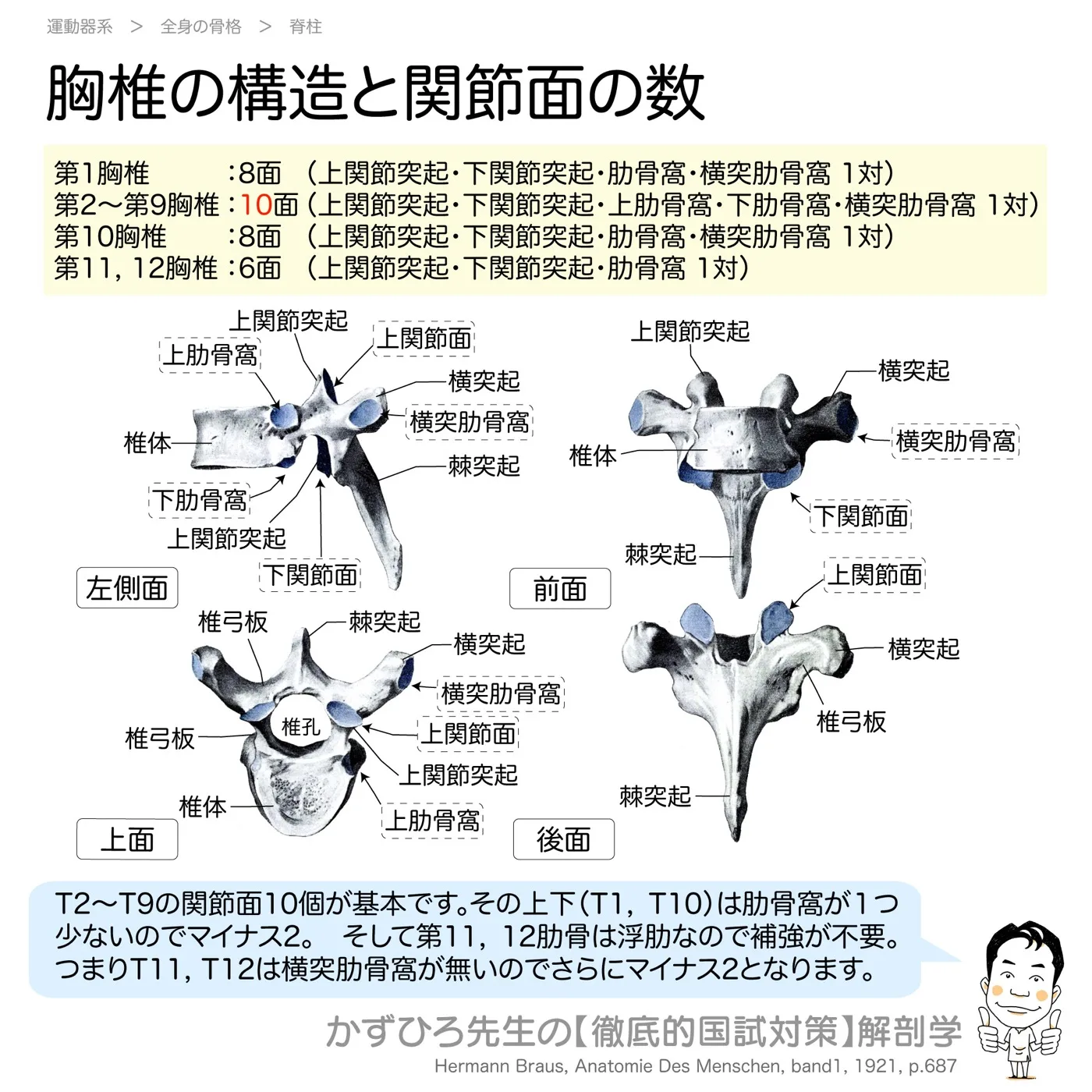 胸椎と関節面の数（図2）
