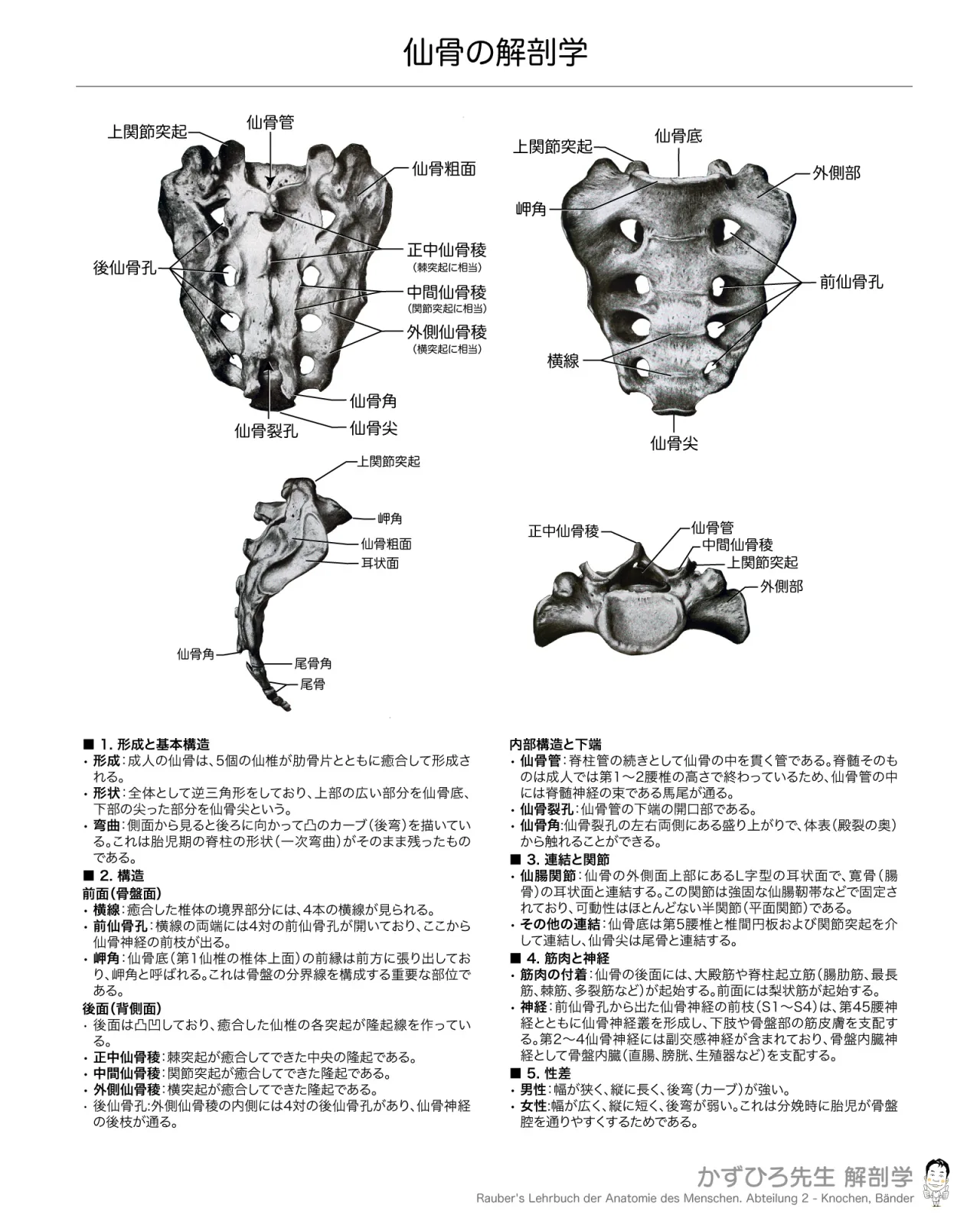仙骨の解剖学