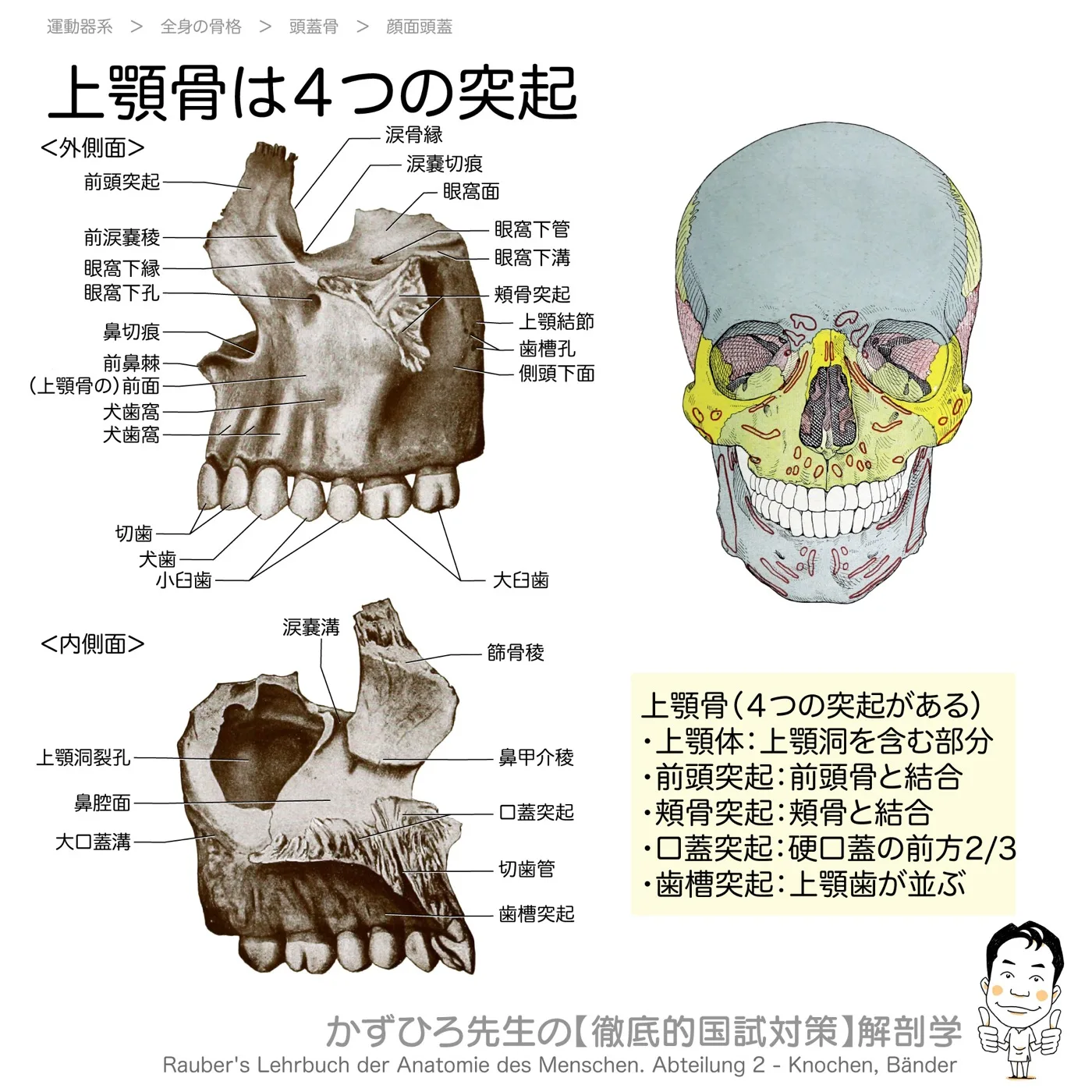 上顎骨は４つの突起