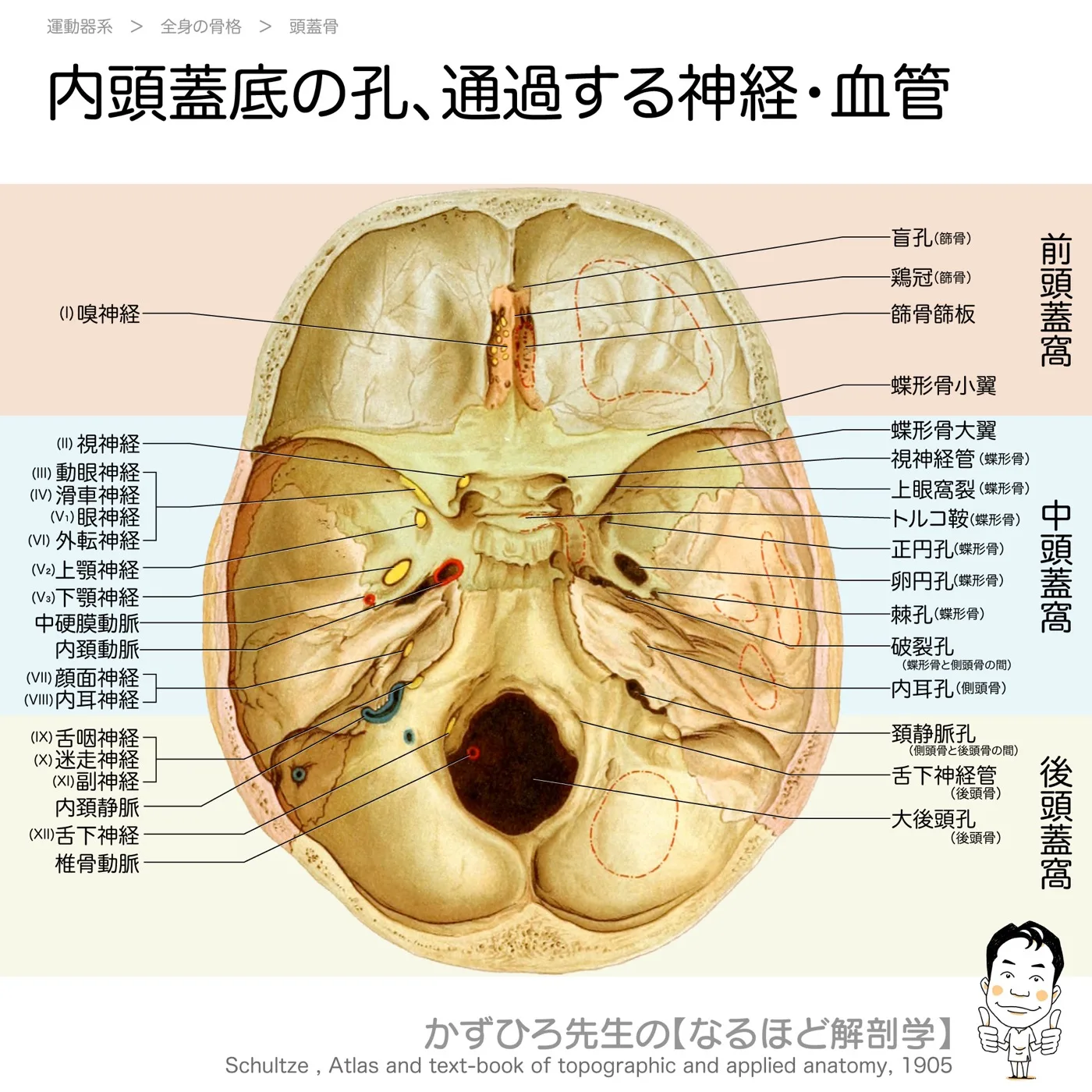 内頭蓋底の孔、通過する神経・血管