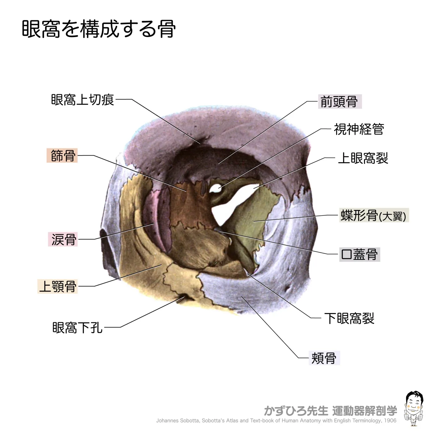 眼窩を構成する骨