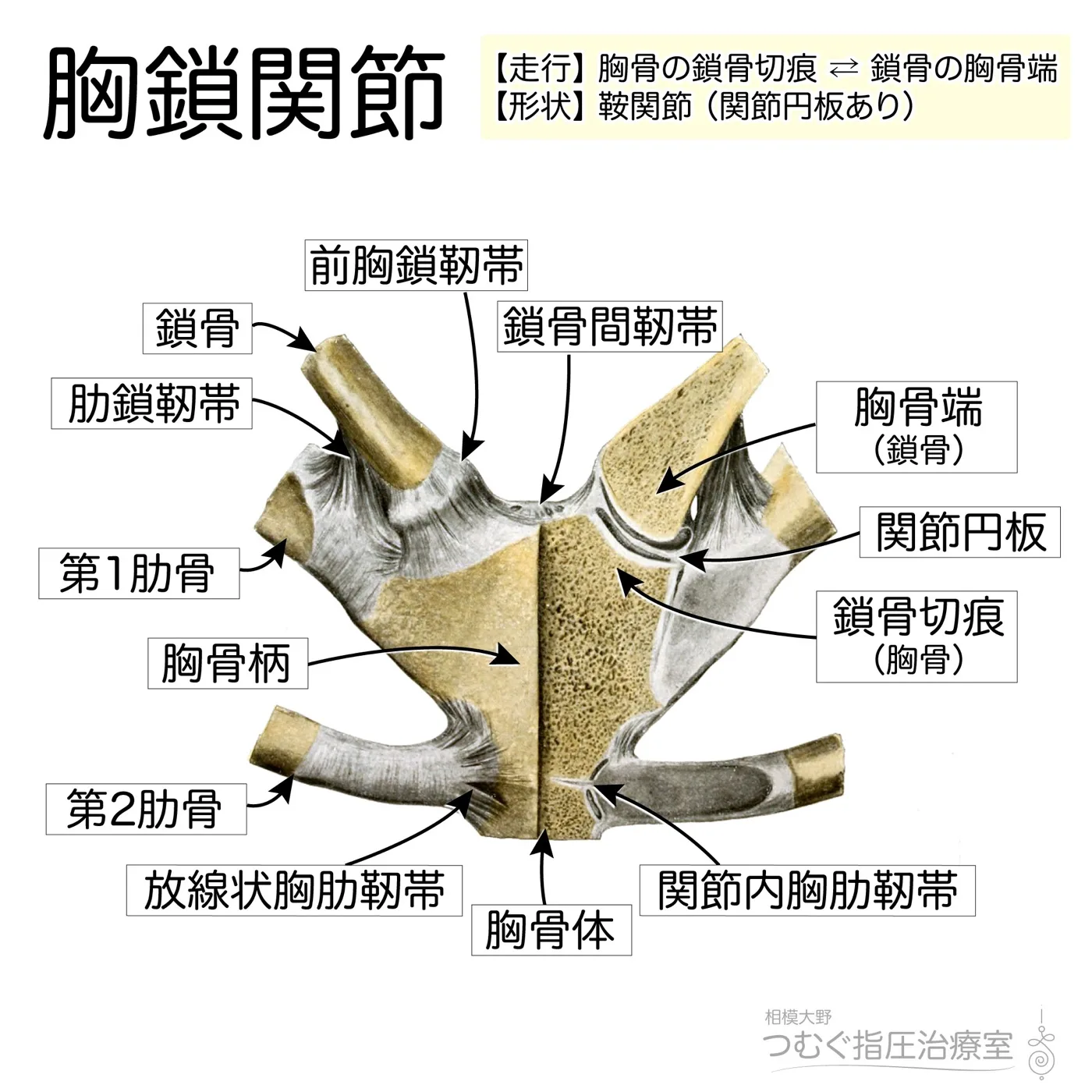 胸鎖関節