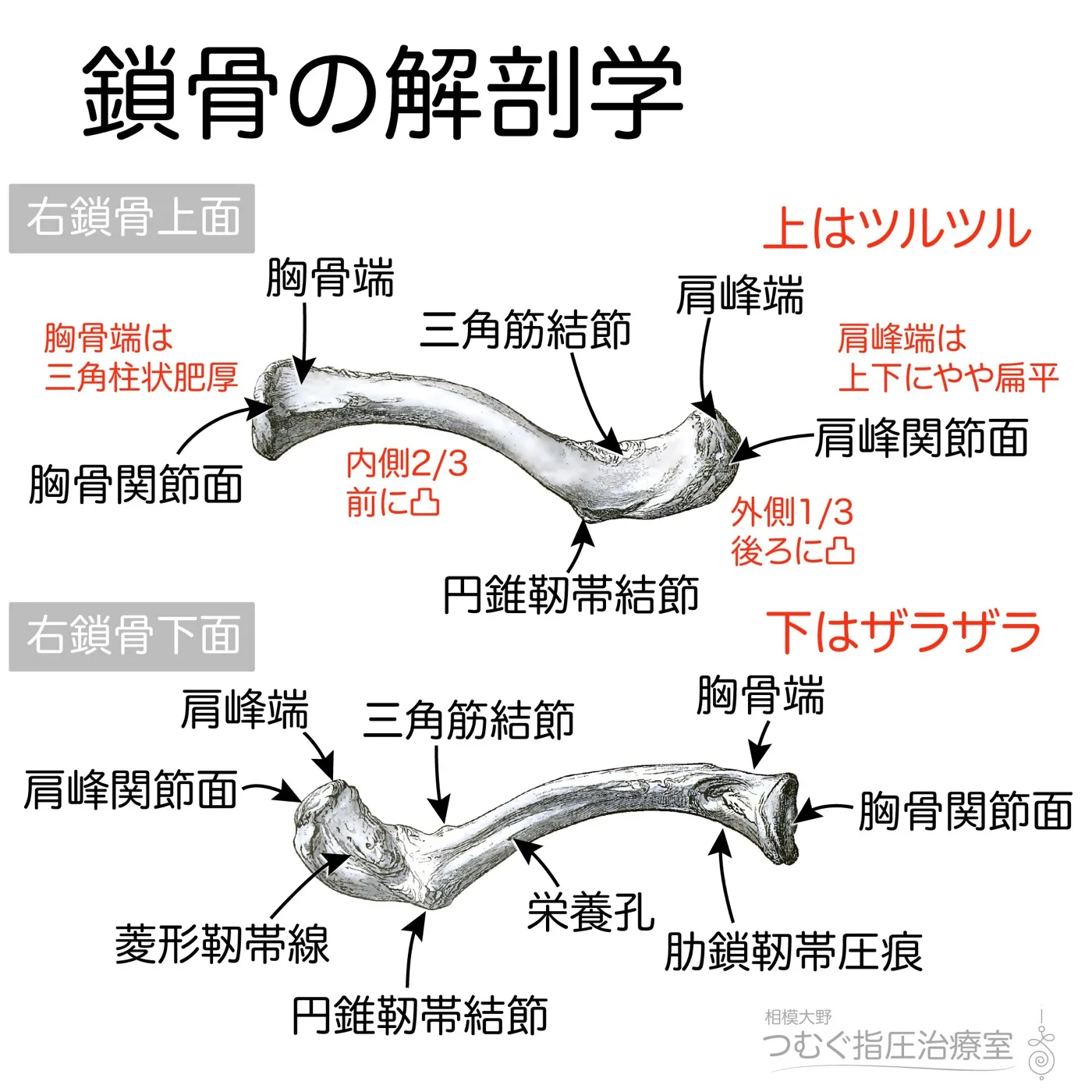 鎖骨の解剖学