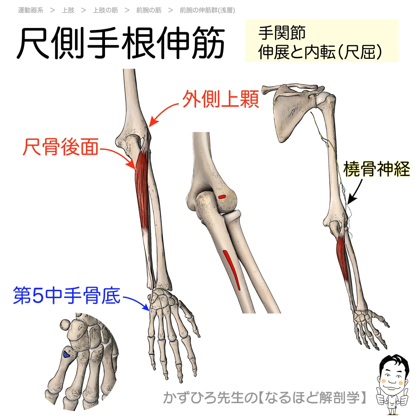 尺側手根伸筋