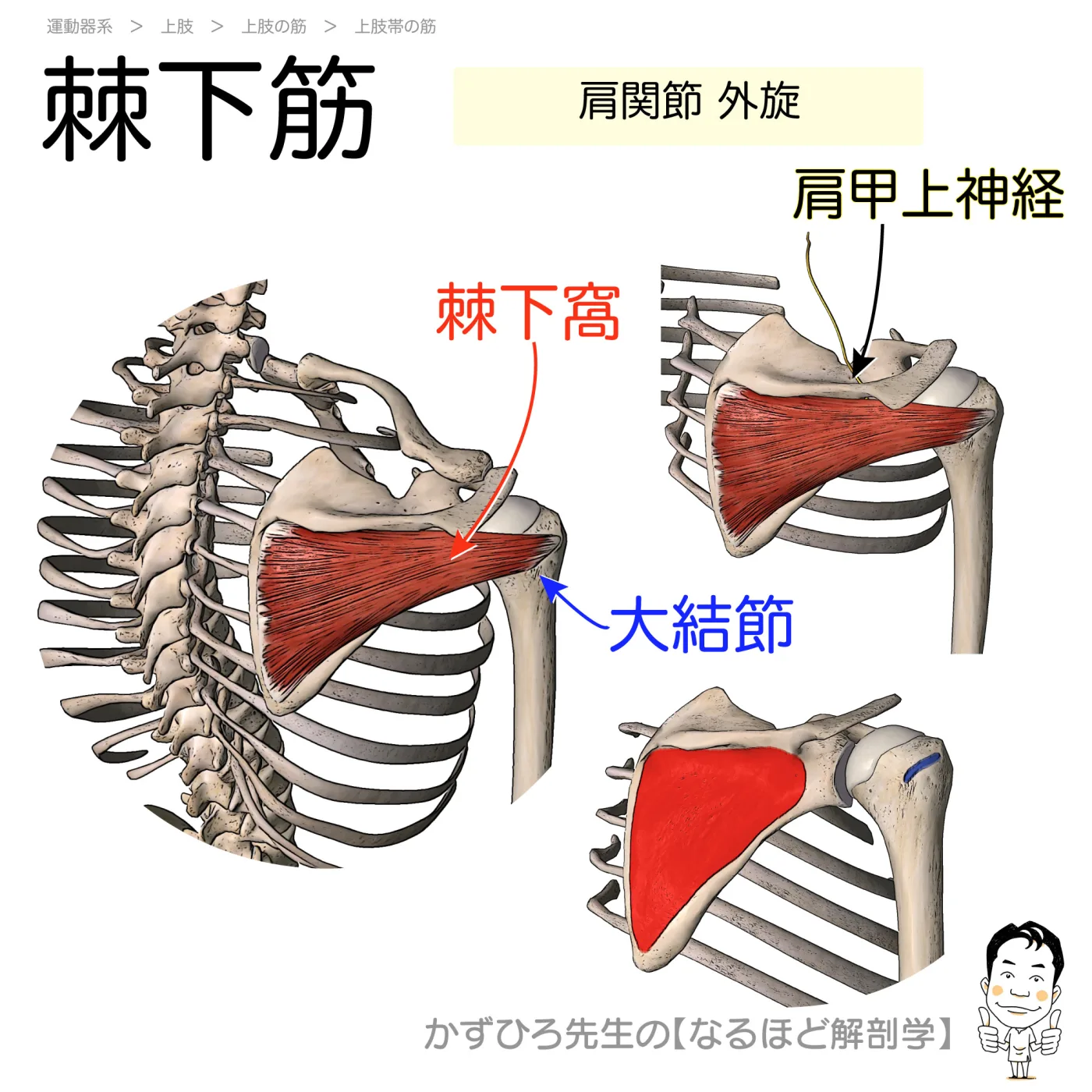 棘下筋
