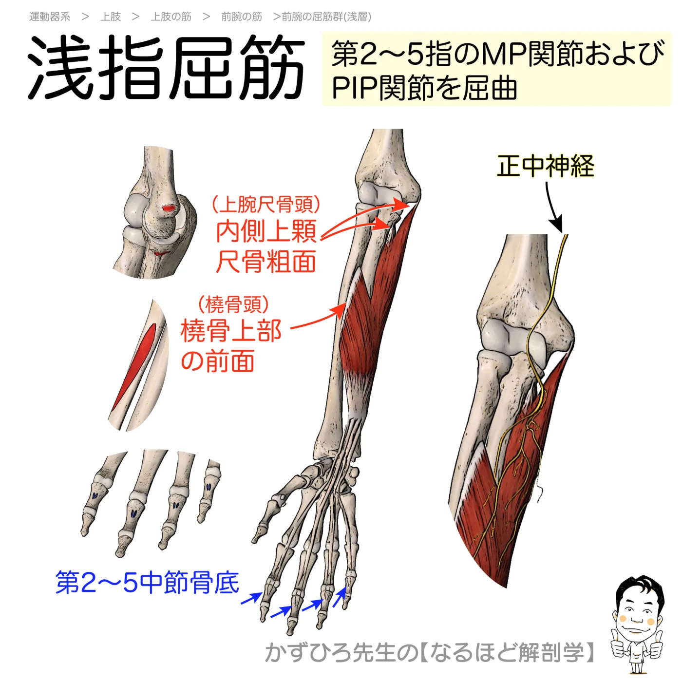 浅指屈筋