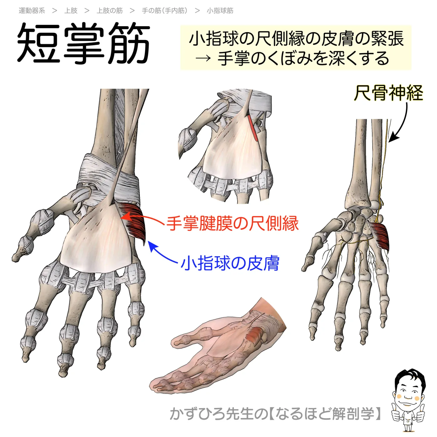 短掌筋