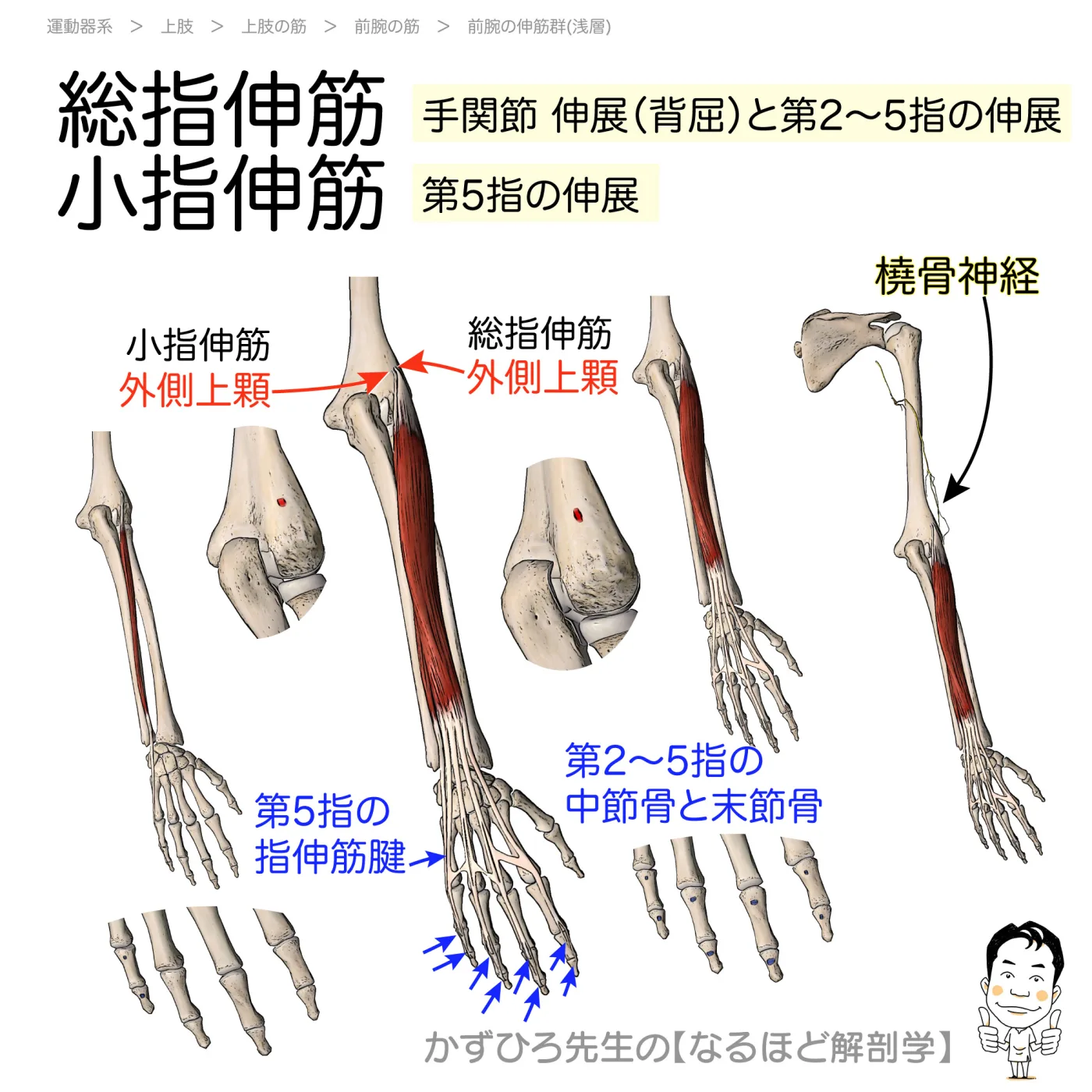 総指伸筋・小指伸筋
