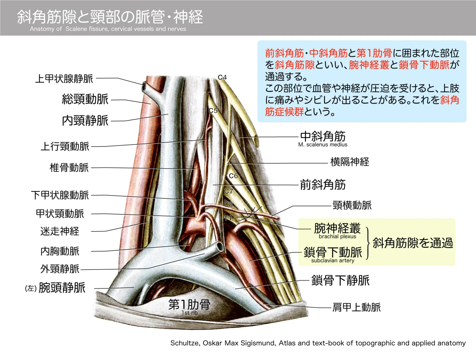 斜角筋隙の解剖学（図3）