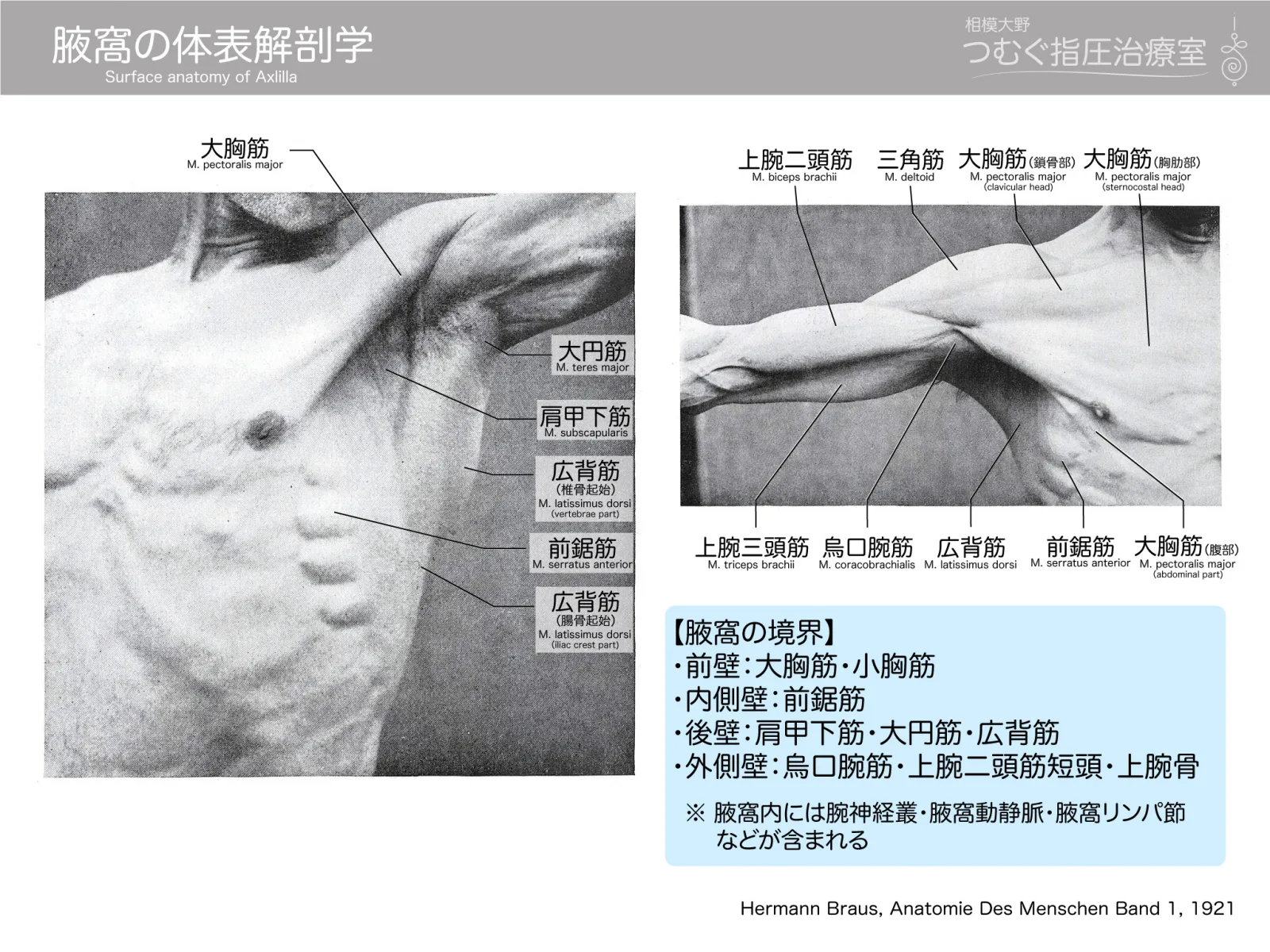腋窩の体表解剖学