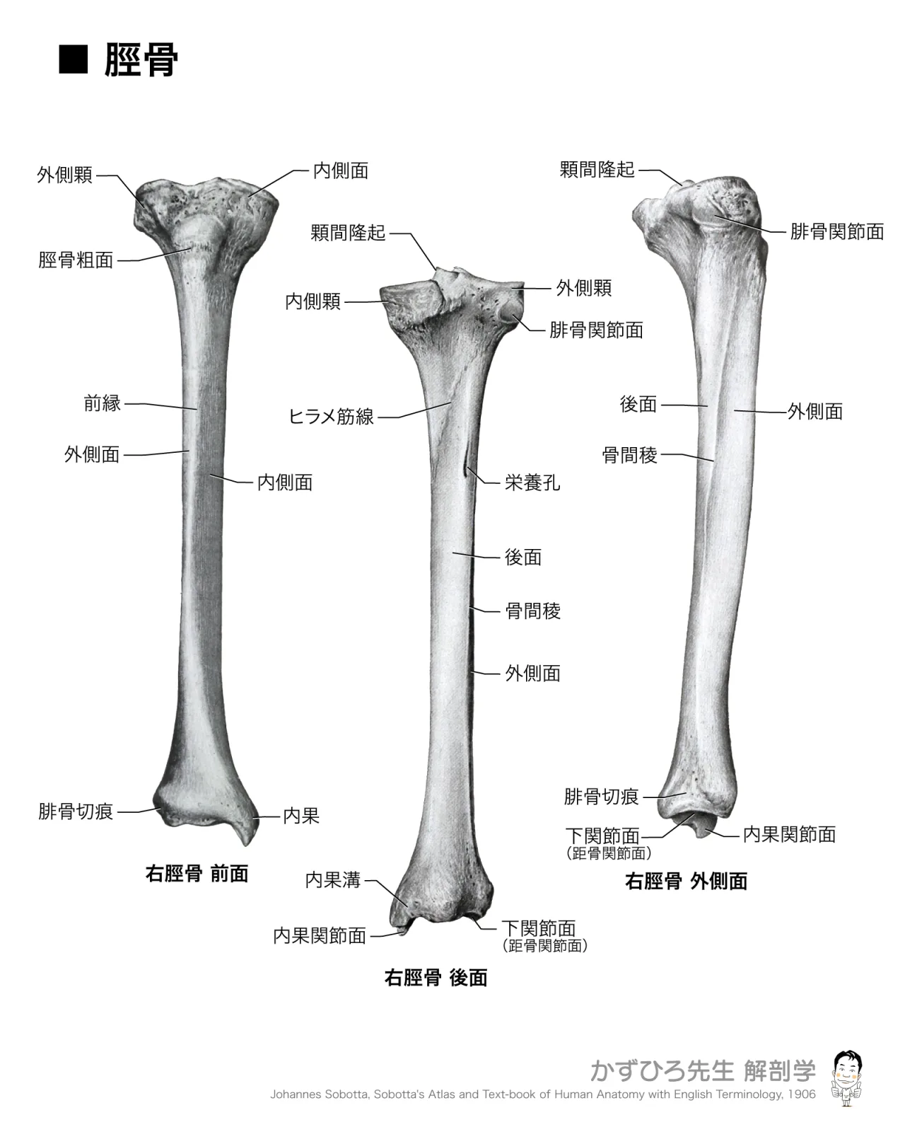 脛骨