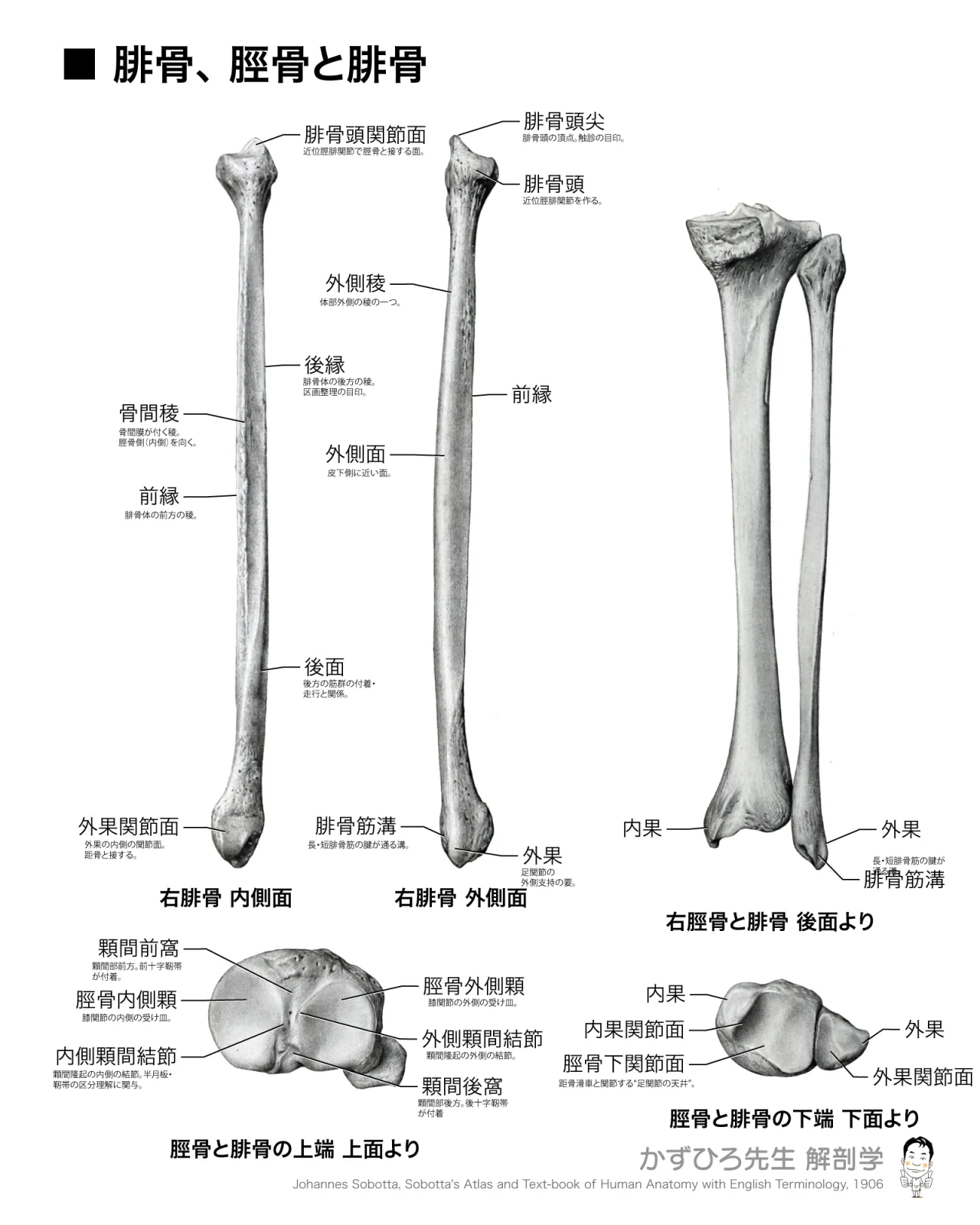 腓骨,脛骨と腓骨,上関節面,下関節面(説明付き)