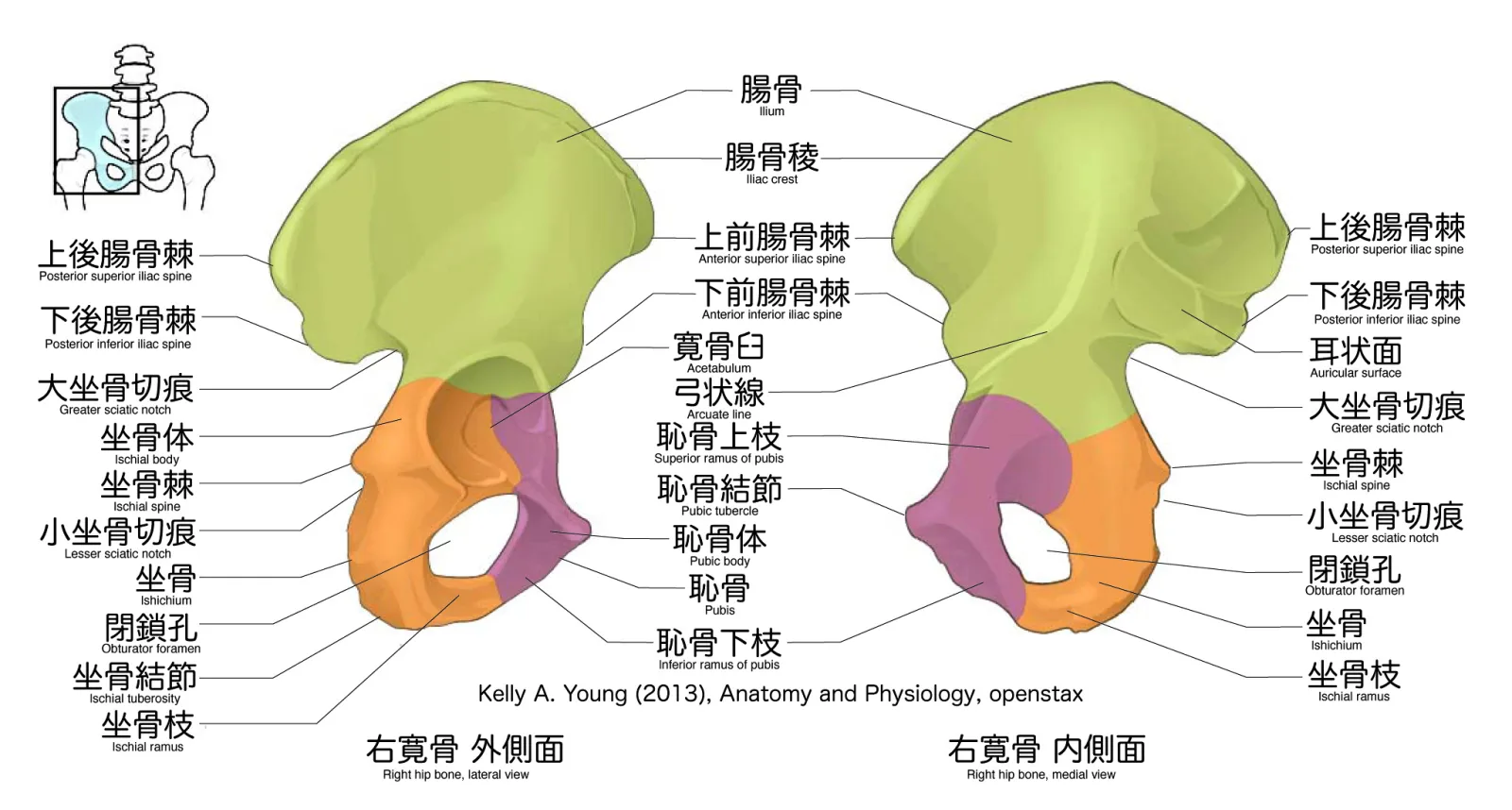 寛骨（腸骨・坐骨・恥骨）（図2）