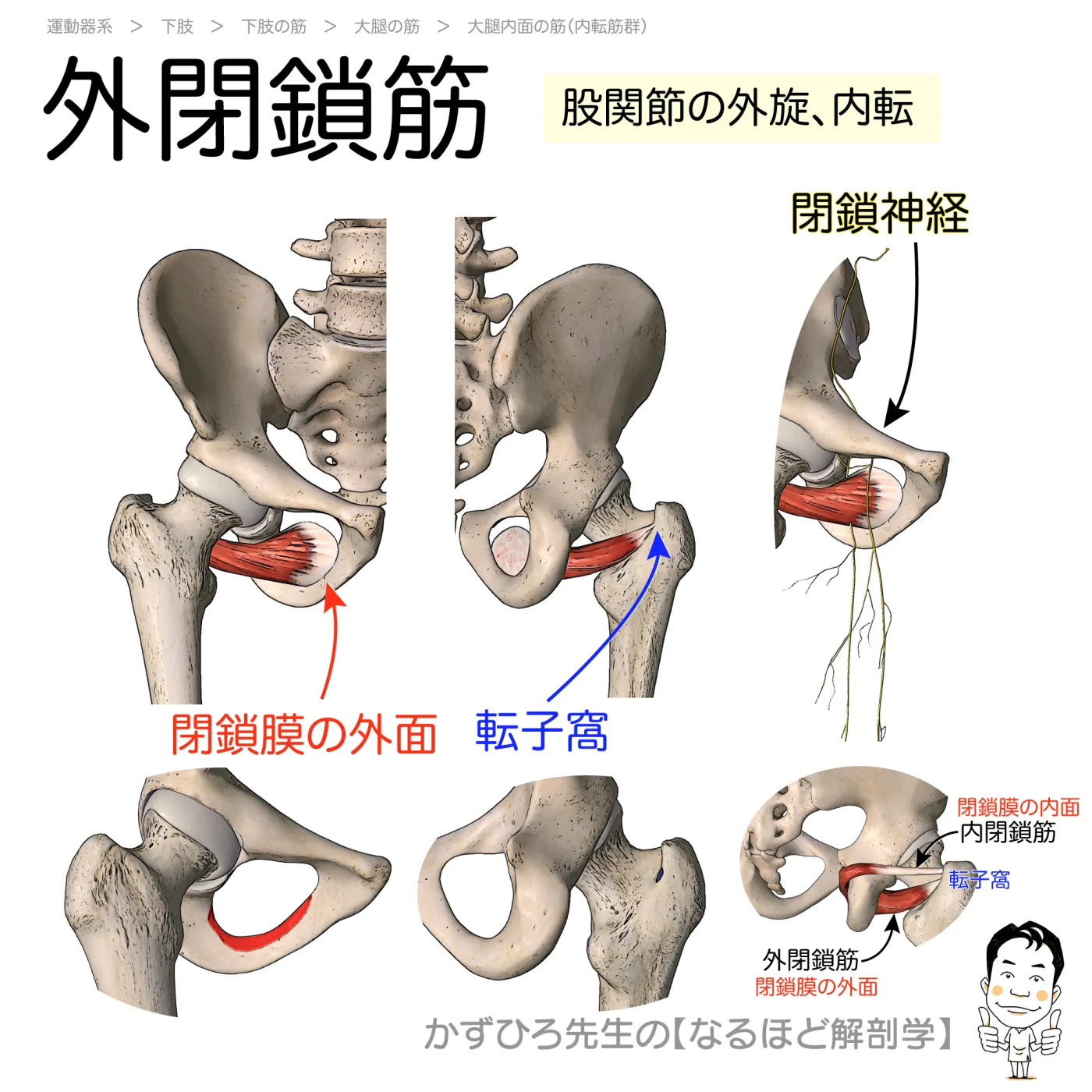 外閉鎖筋
