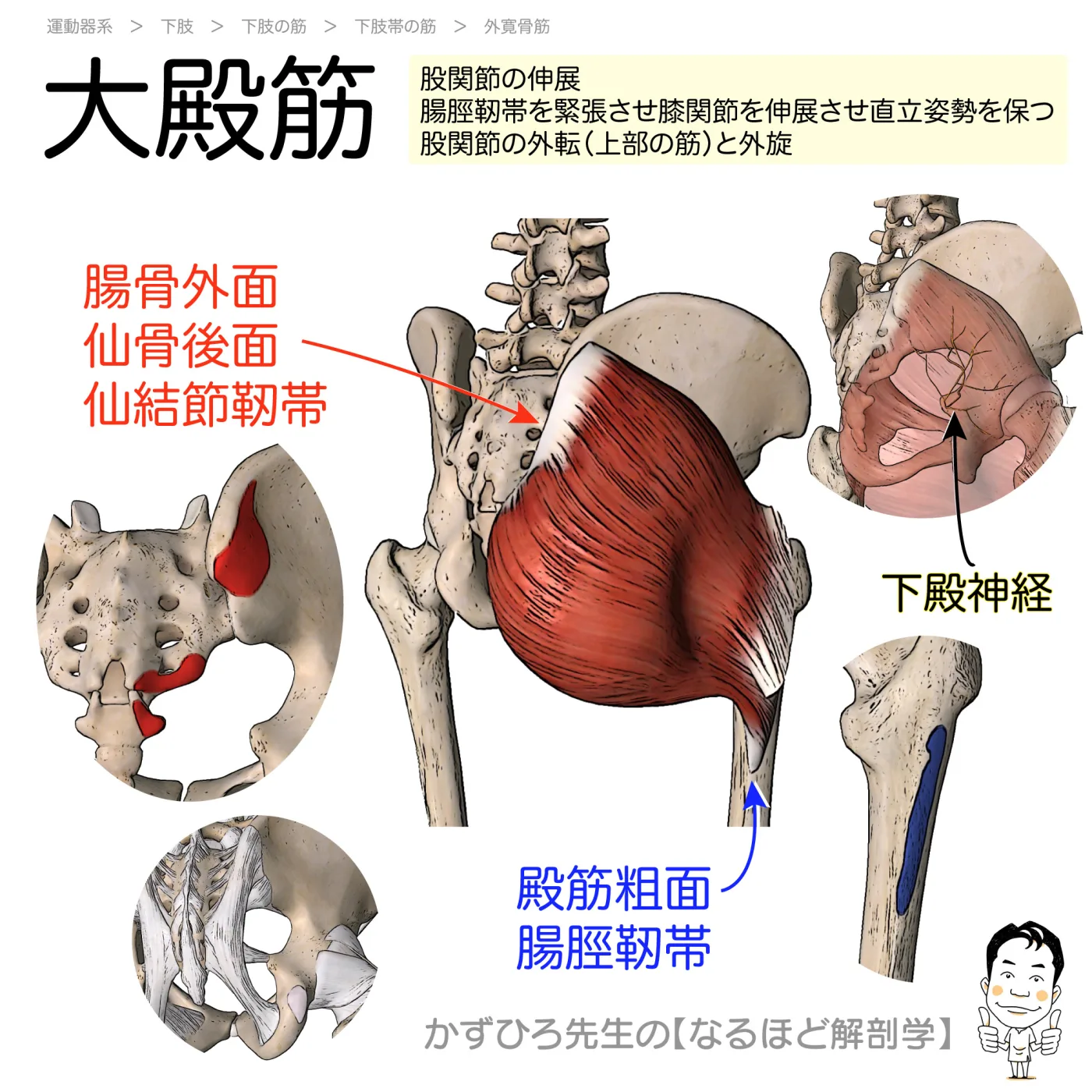 大殿筋