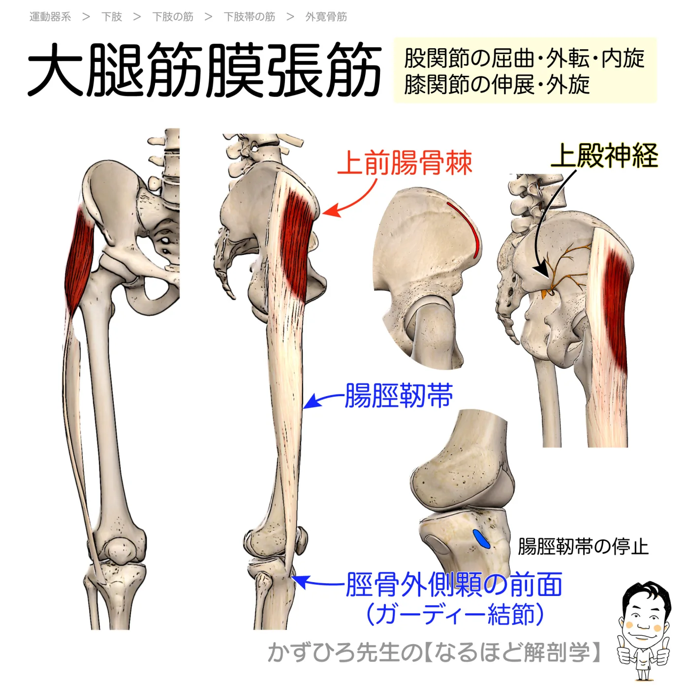 大腿筋膜張筋
