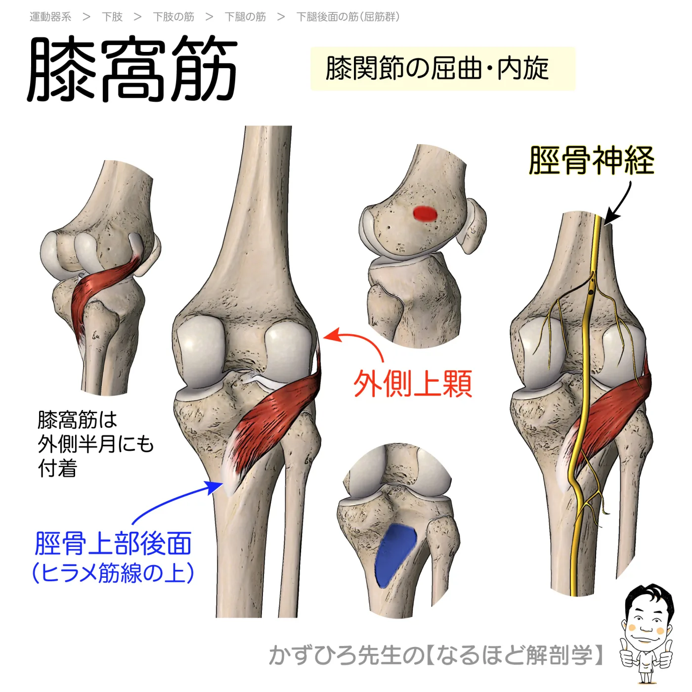 膝窩筋