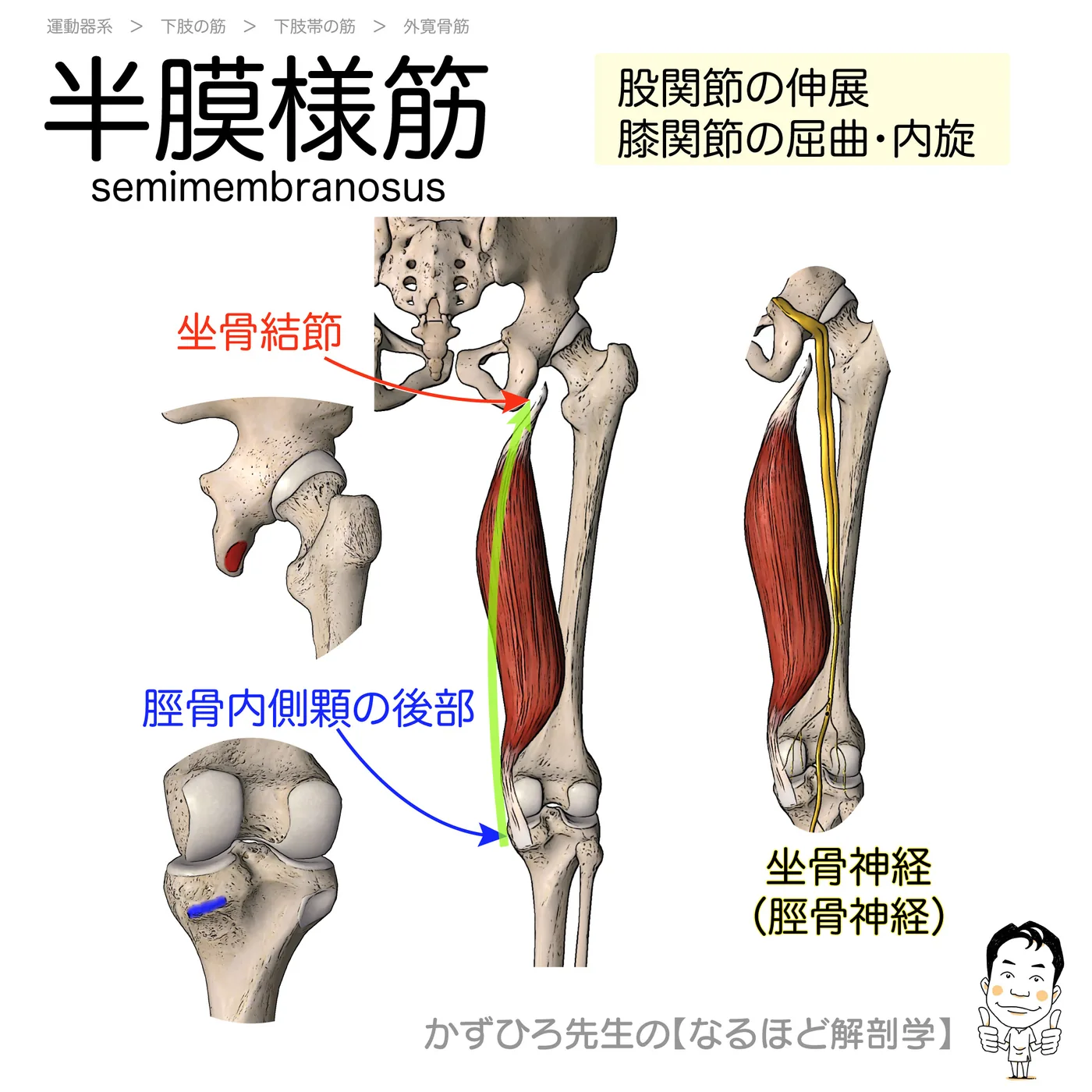 半膜様筋