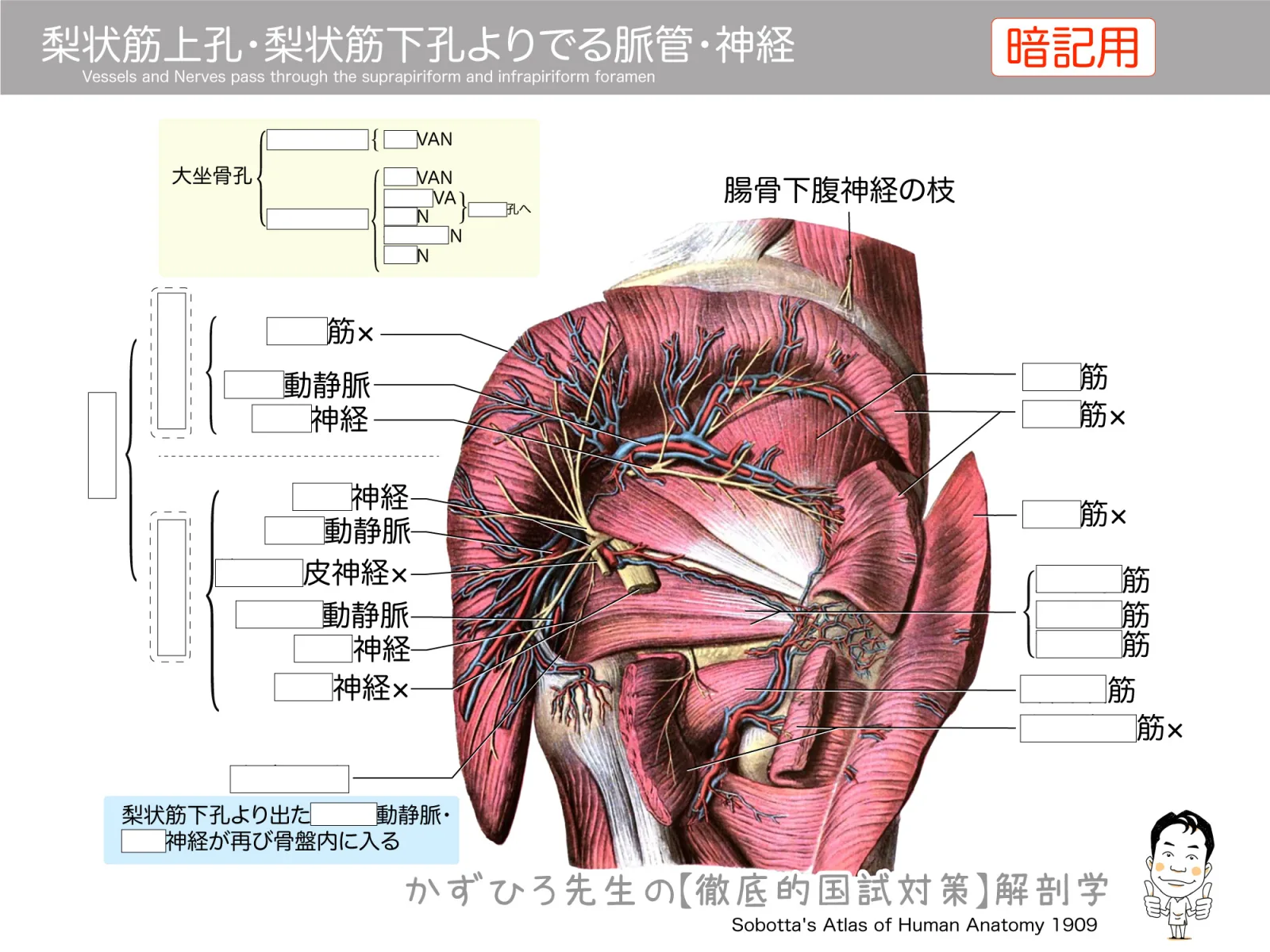 梨状筋上孔・梨状筋下孔からでる脈管・神経（暗記用）