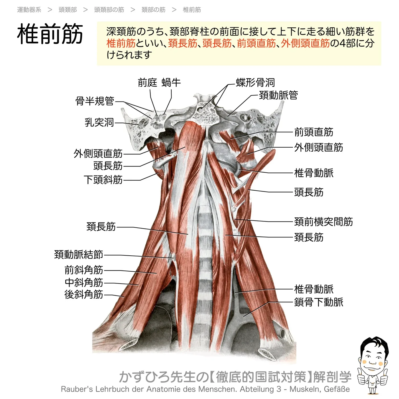 頚長筋