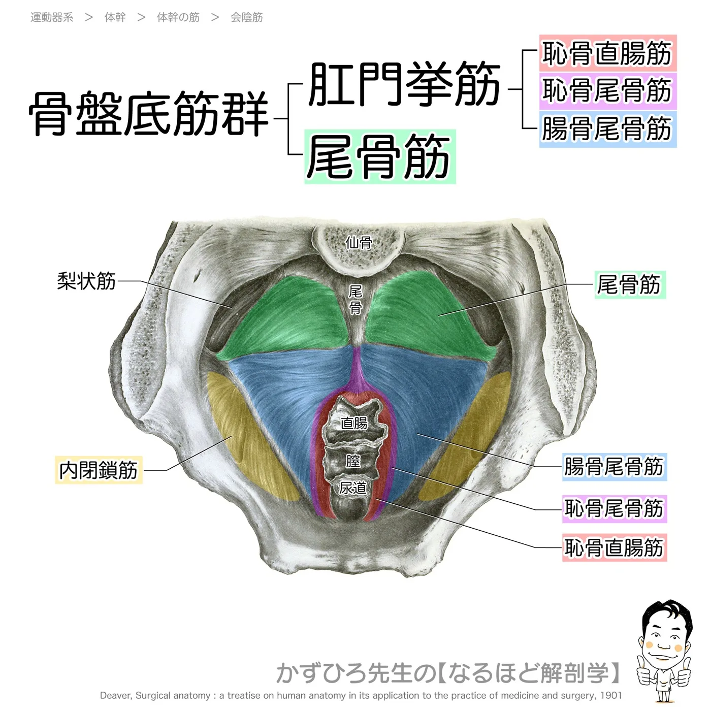 骨盤底筋群:肛門挙筋・尾骨筋