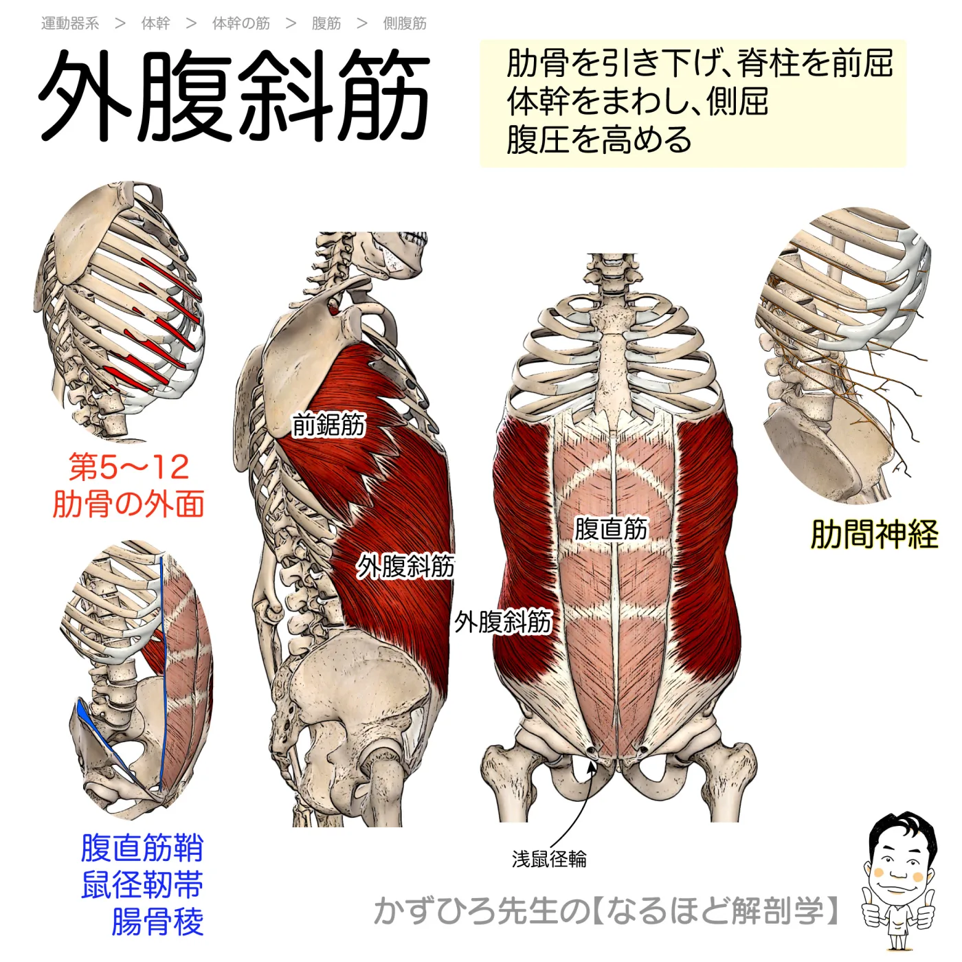 外腹斜筋