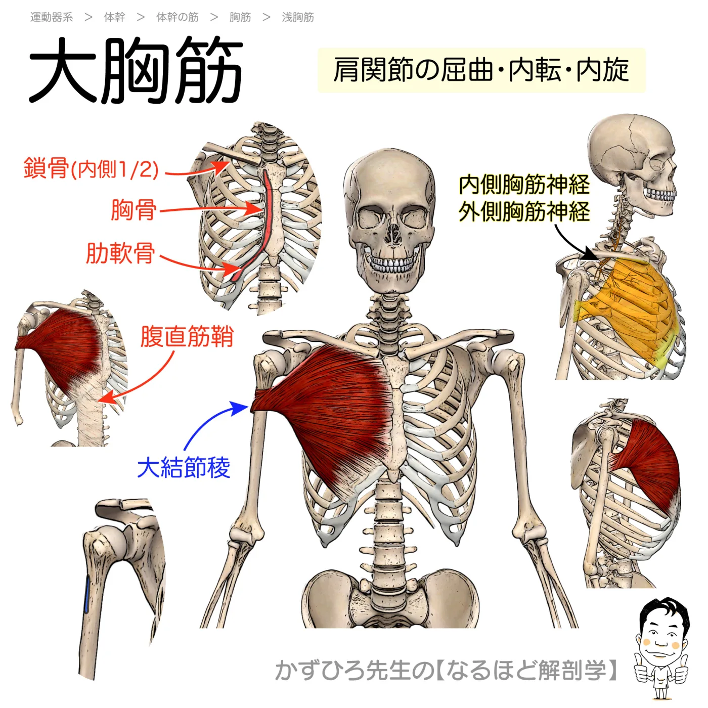 大胸筋