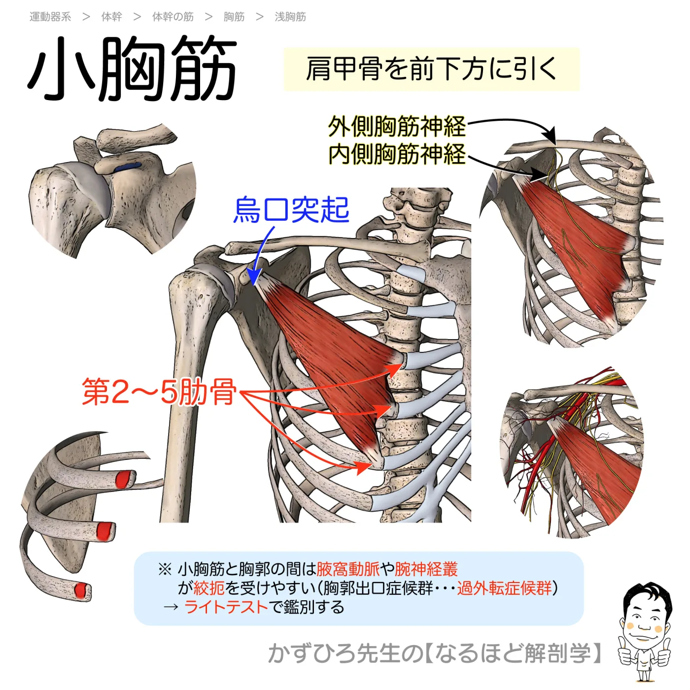小胸筋