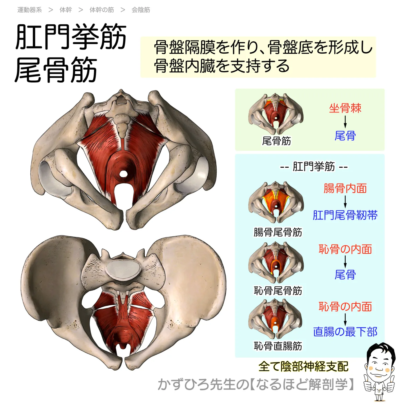 肛門挙筋（恥骨尾骨筋・腸骨尾骨筋）と尾骨筋（坐骨尾骨筋）