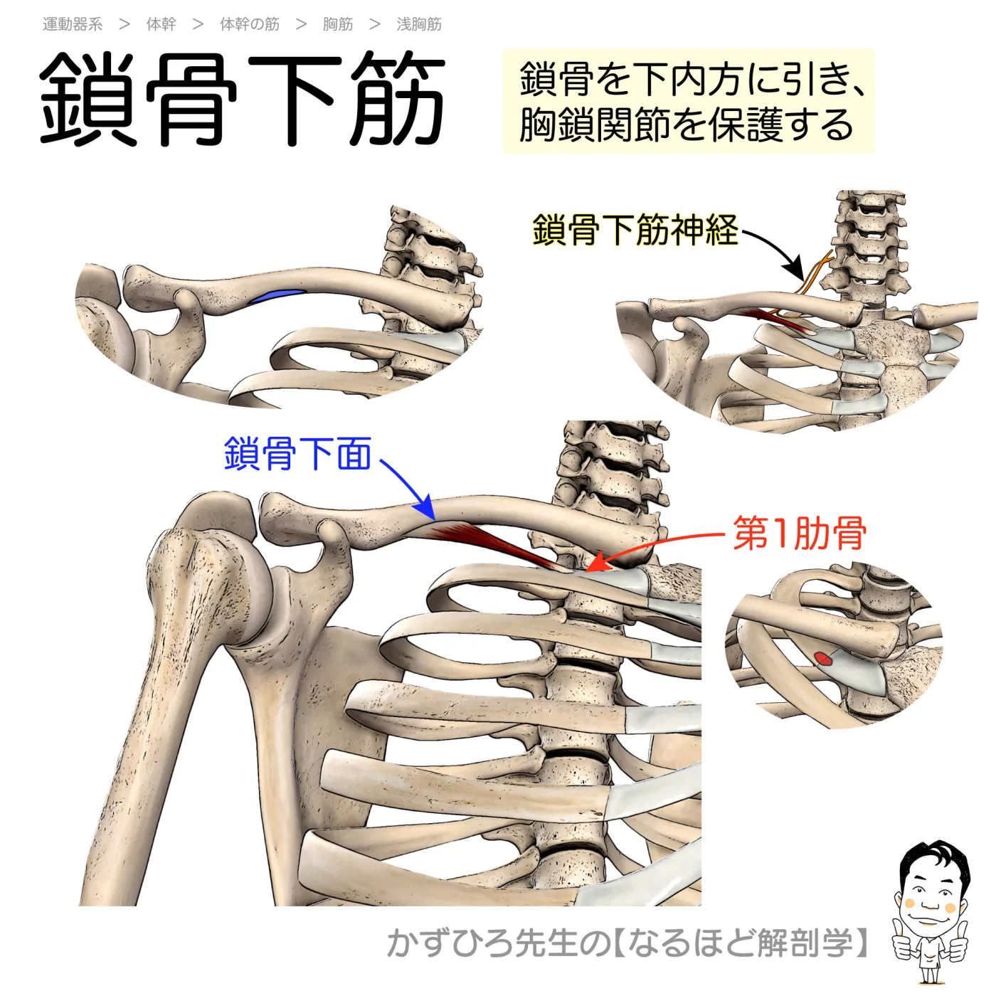 鎖骨下筋