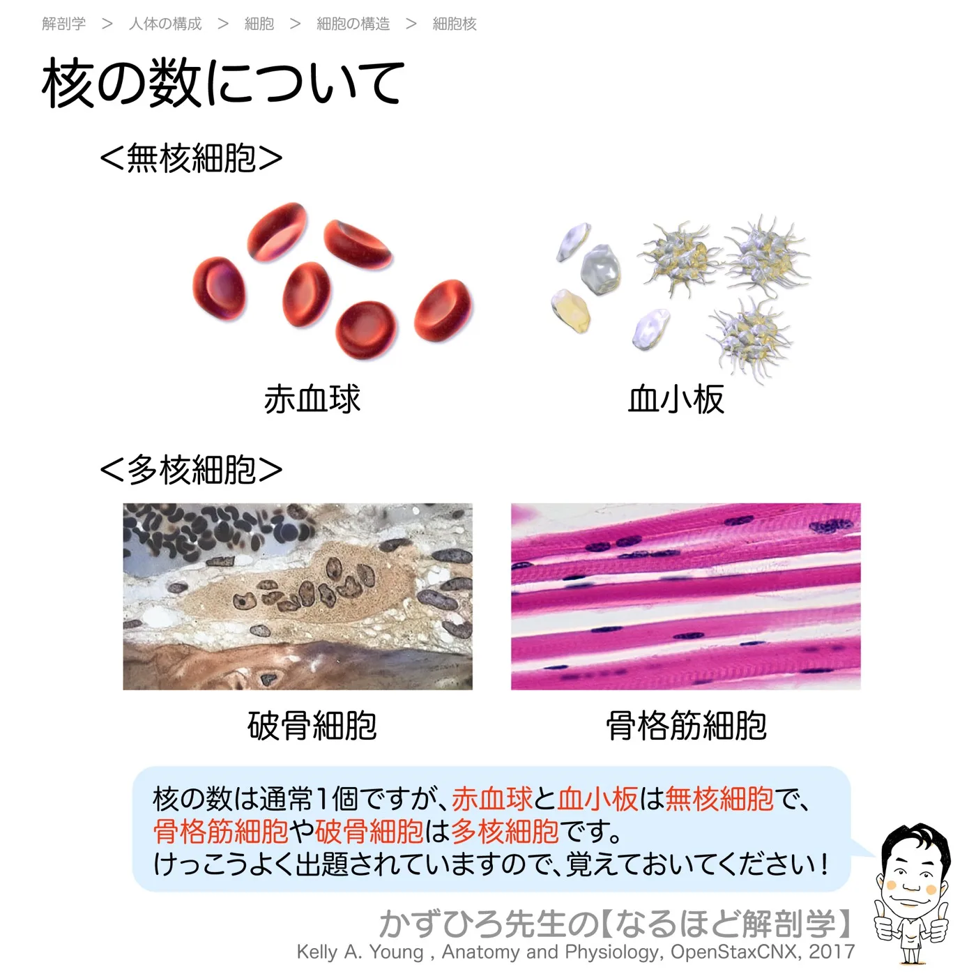 核の数について