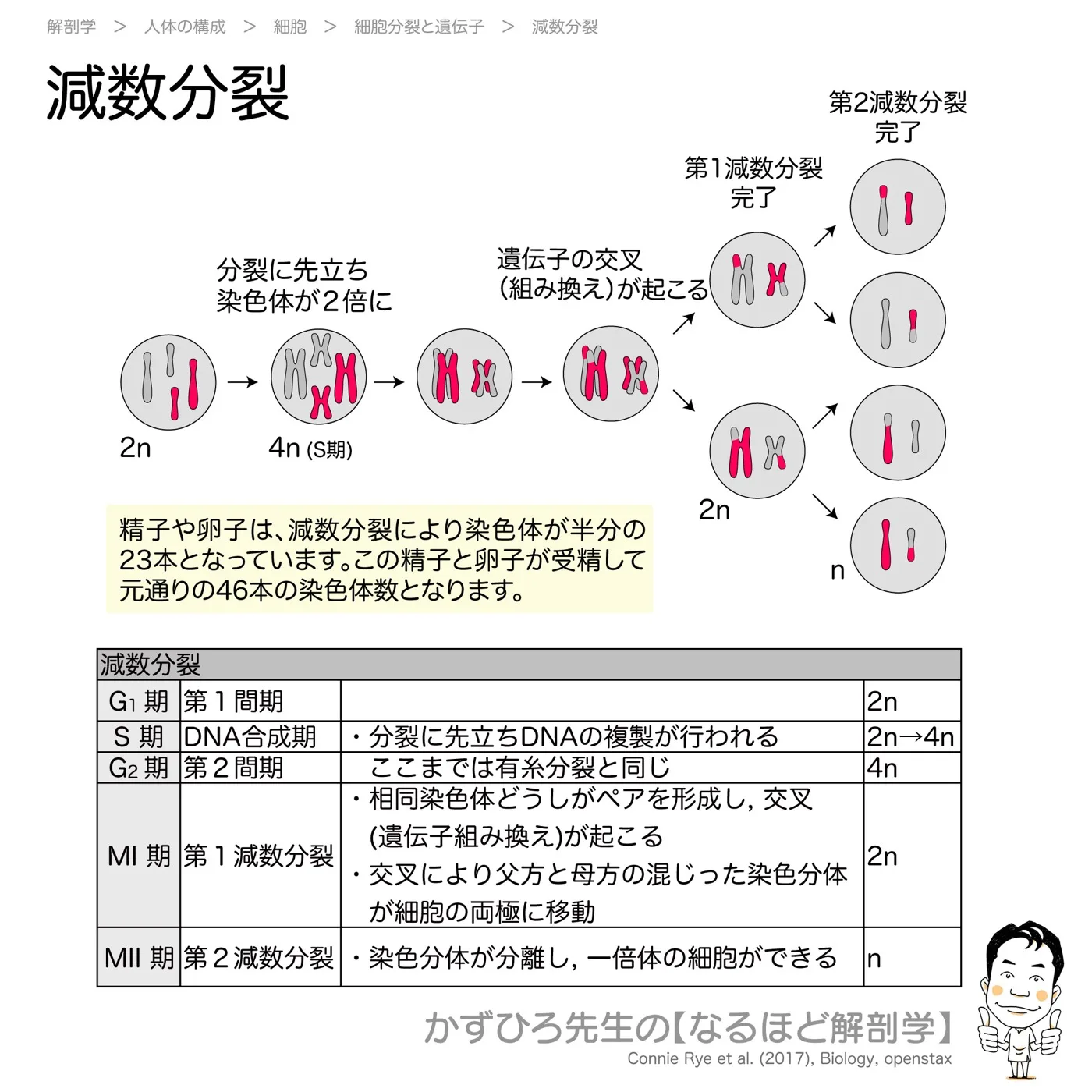 減数分裂
