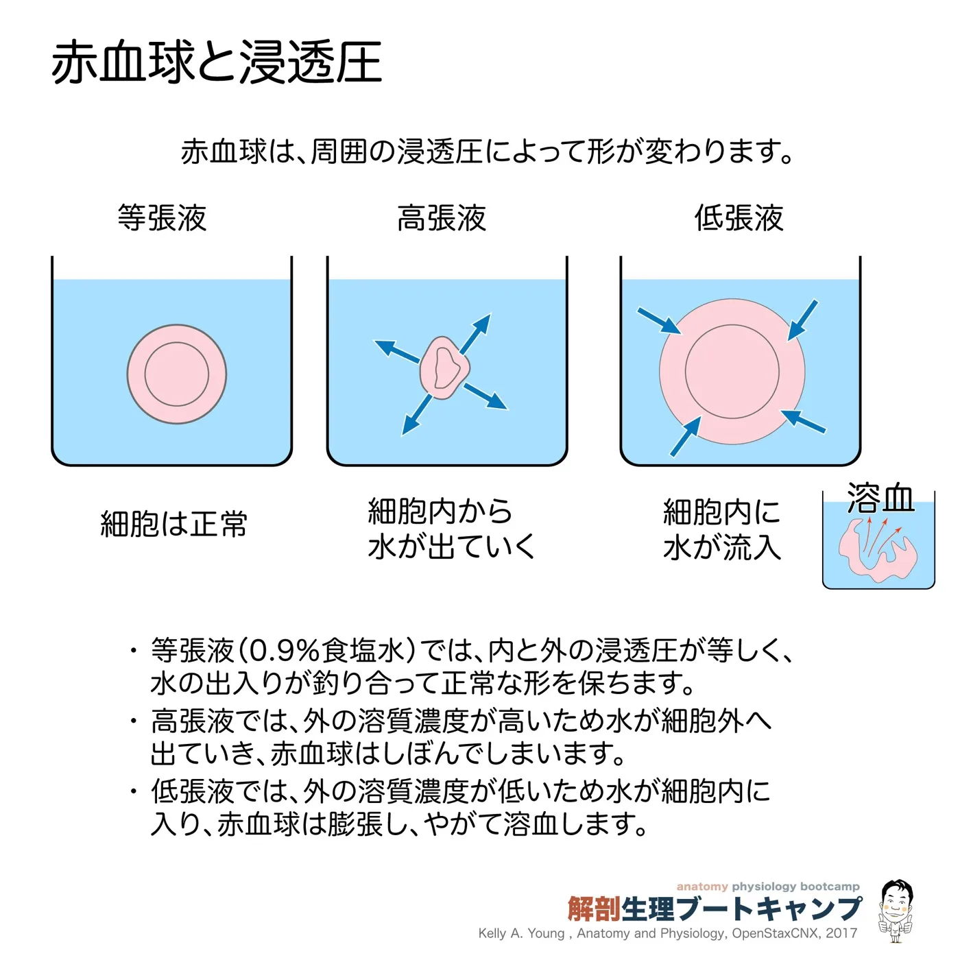 赤血球と浸透圧