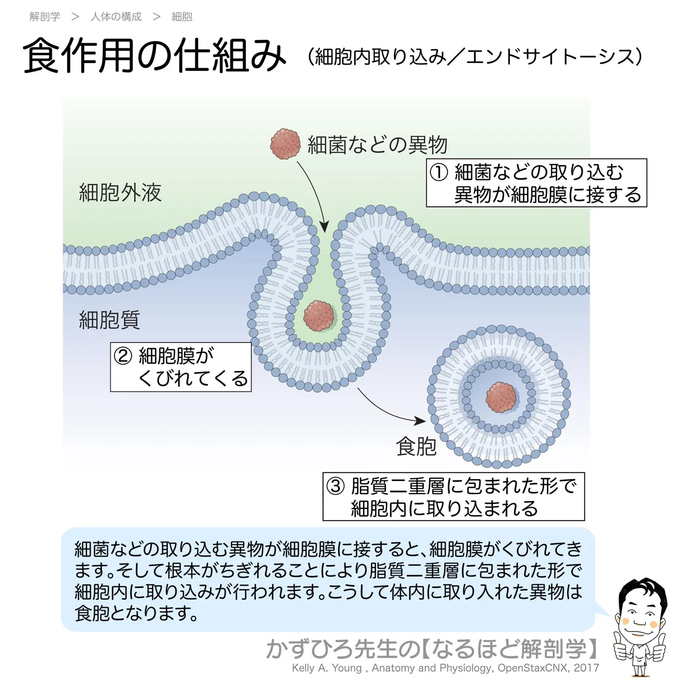 食作用の仕組み