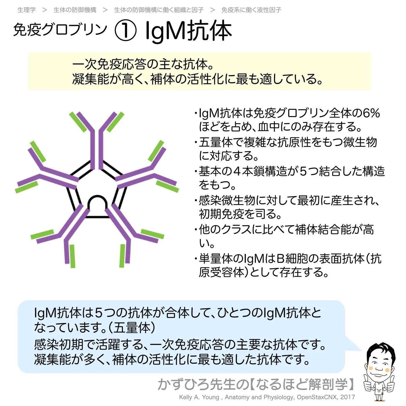 免疫グロブリン-①-IgM抗体