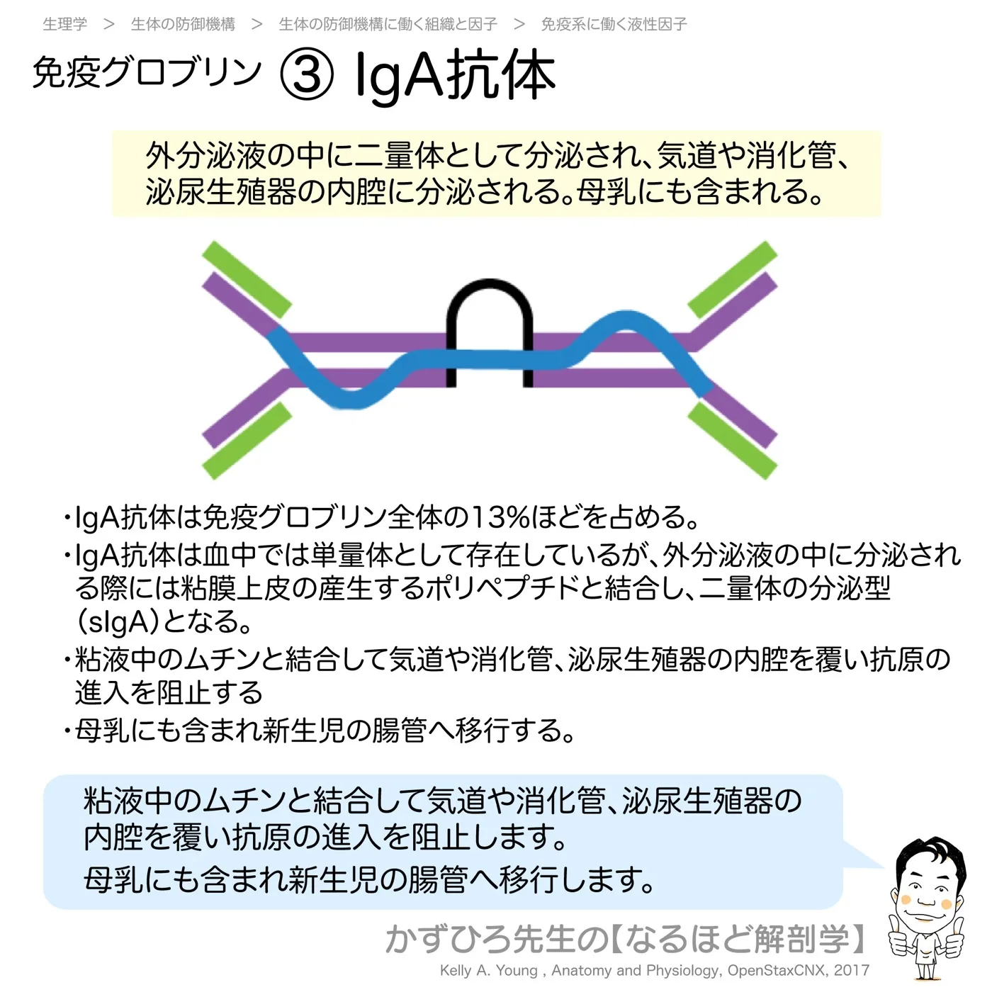 免疫グロブリン-③-IgA抗体
