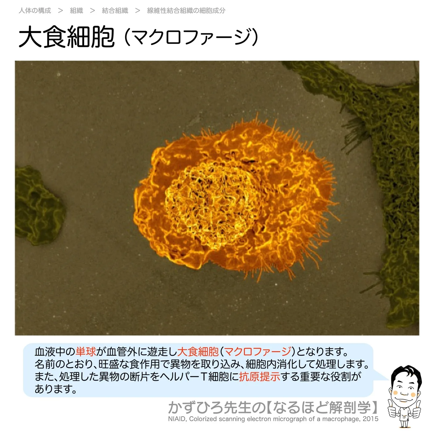 大食細胞（マクロファージ）
