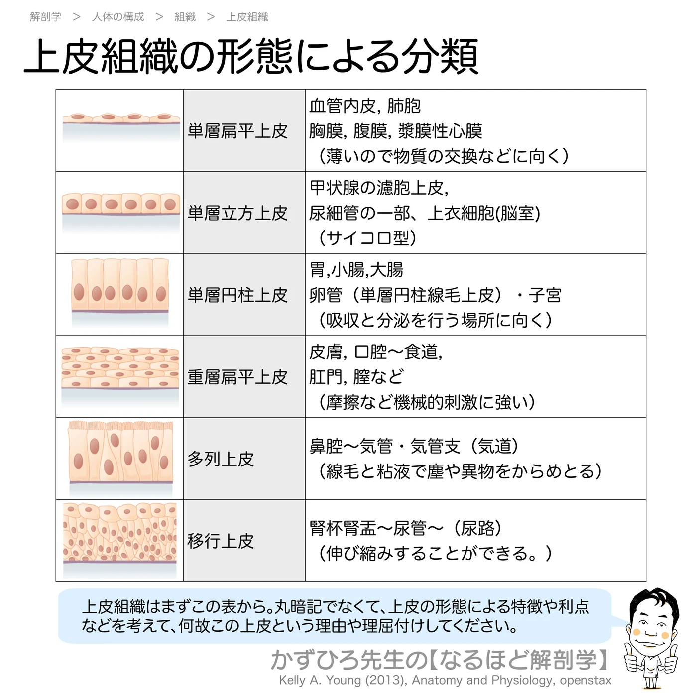 上皮組織の形態別分類