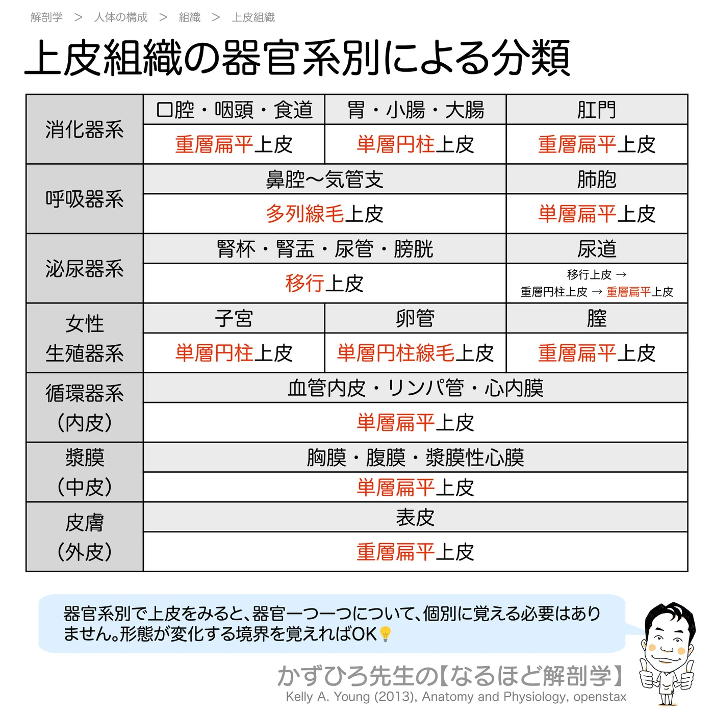上皮組織の器官系別分類