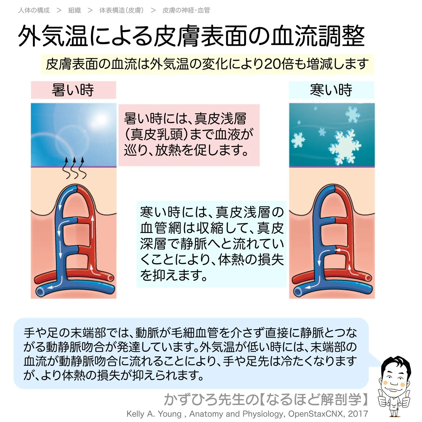 外気温による皮膚表面の血流調整