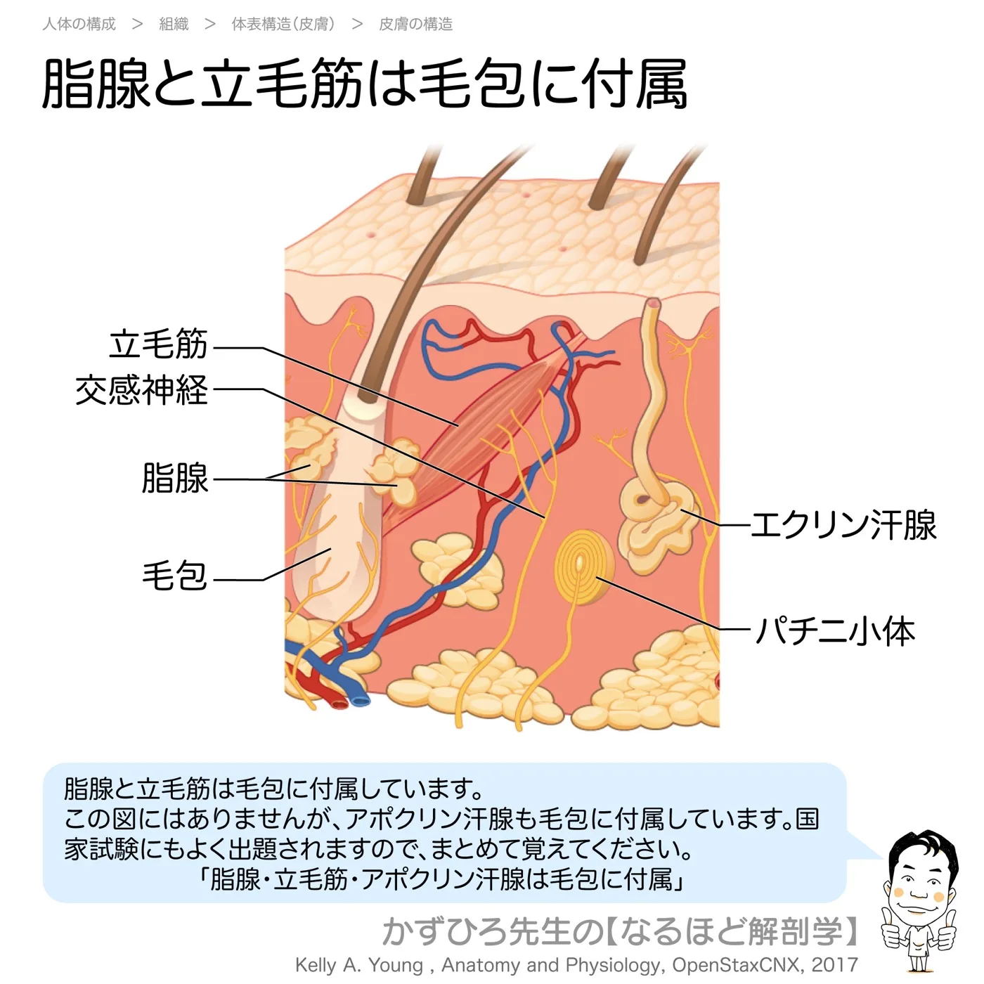 毛包と立毛筋