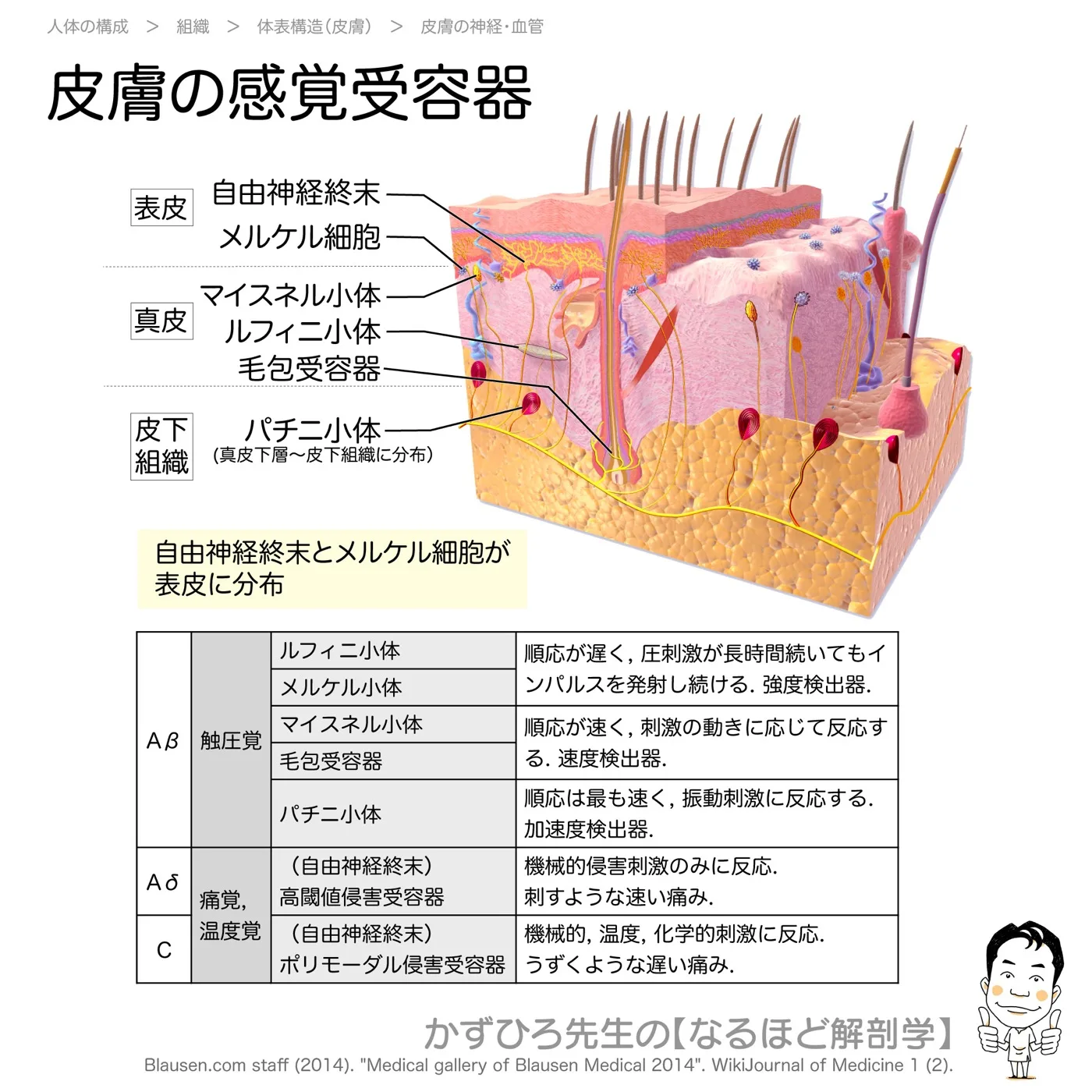 皮膚の感覚受容器