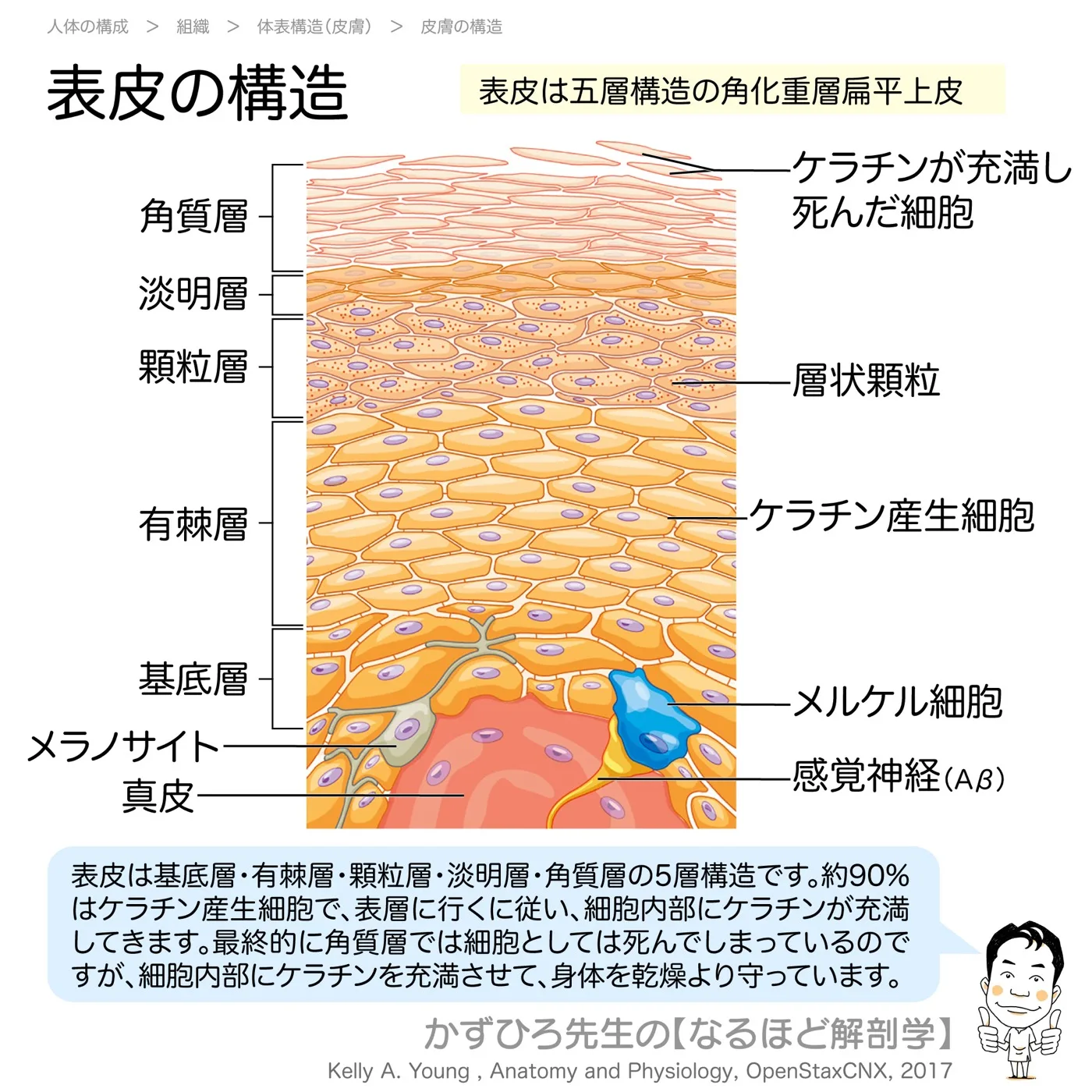 表皮の構造