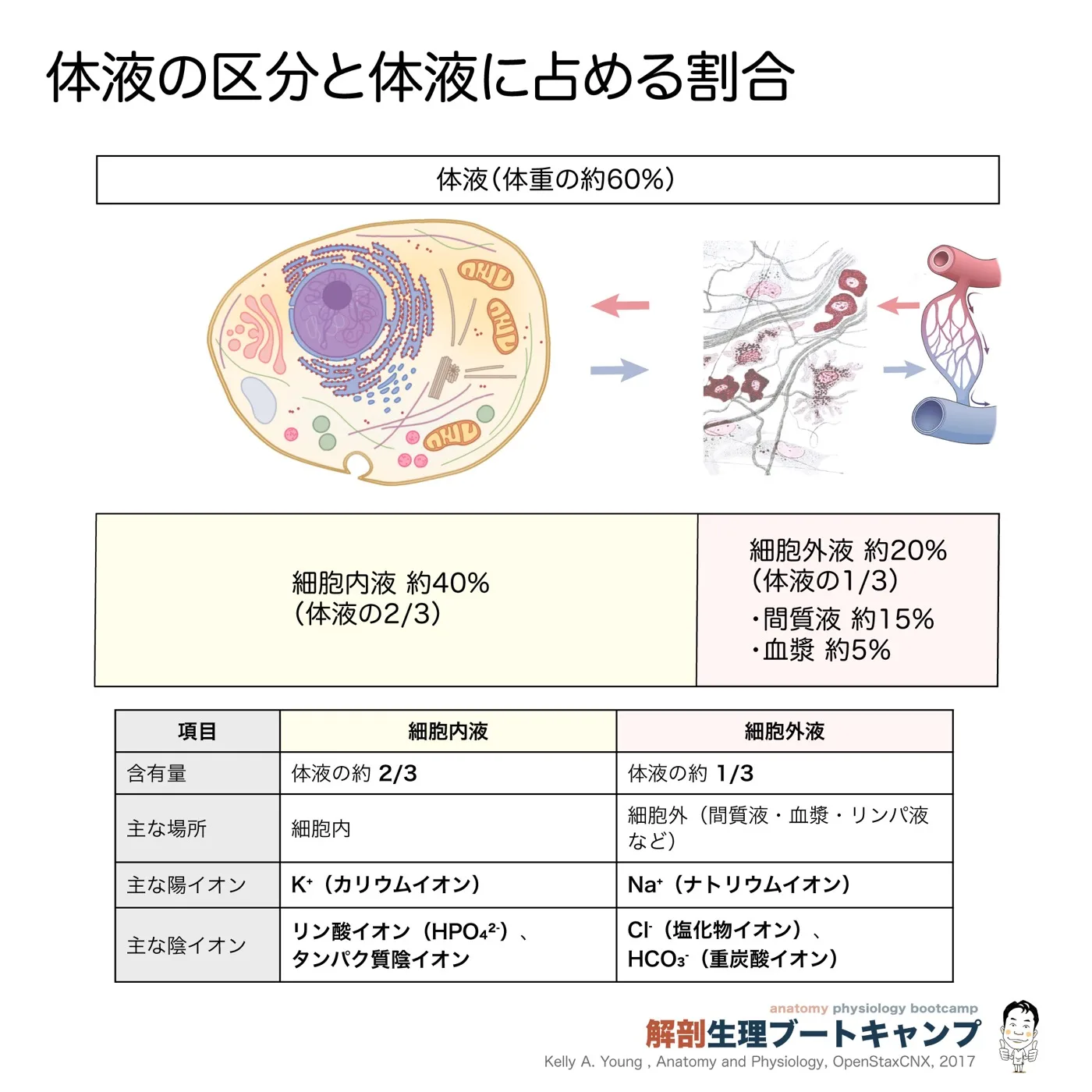 体液の区分と体液に占める割合