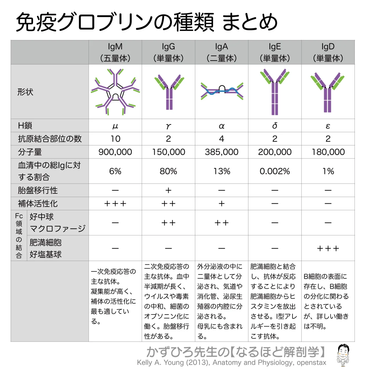 免疫グロブリンの種類まとめ
