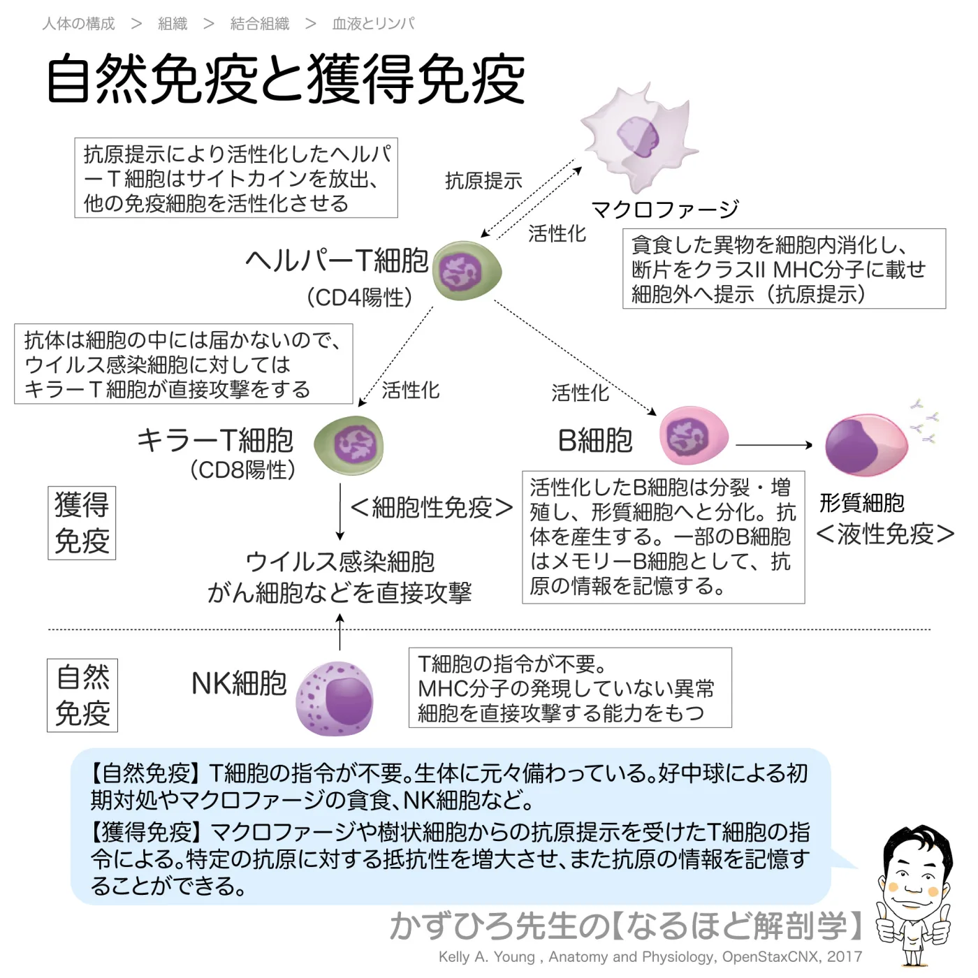 自然免疫と獲得免疫
