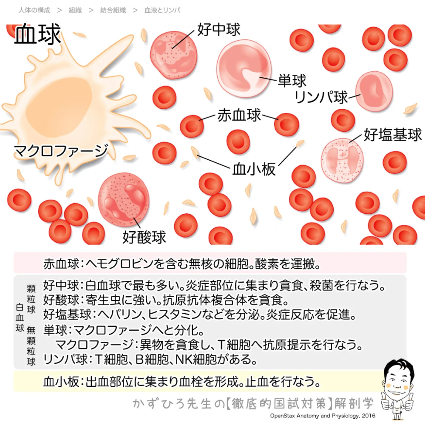 血球