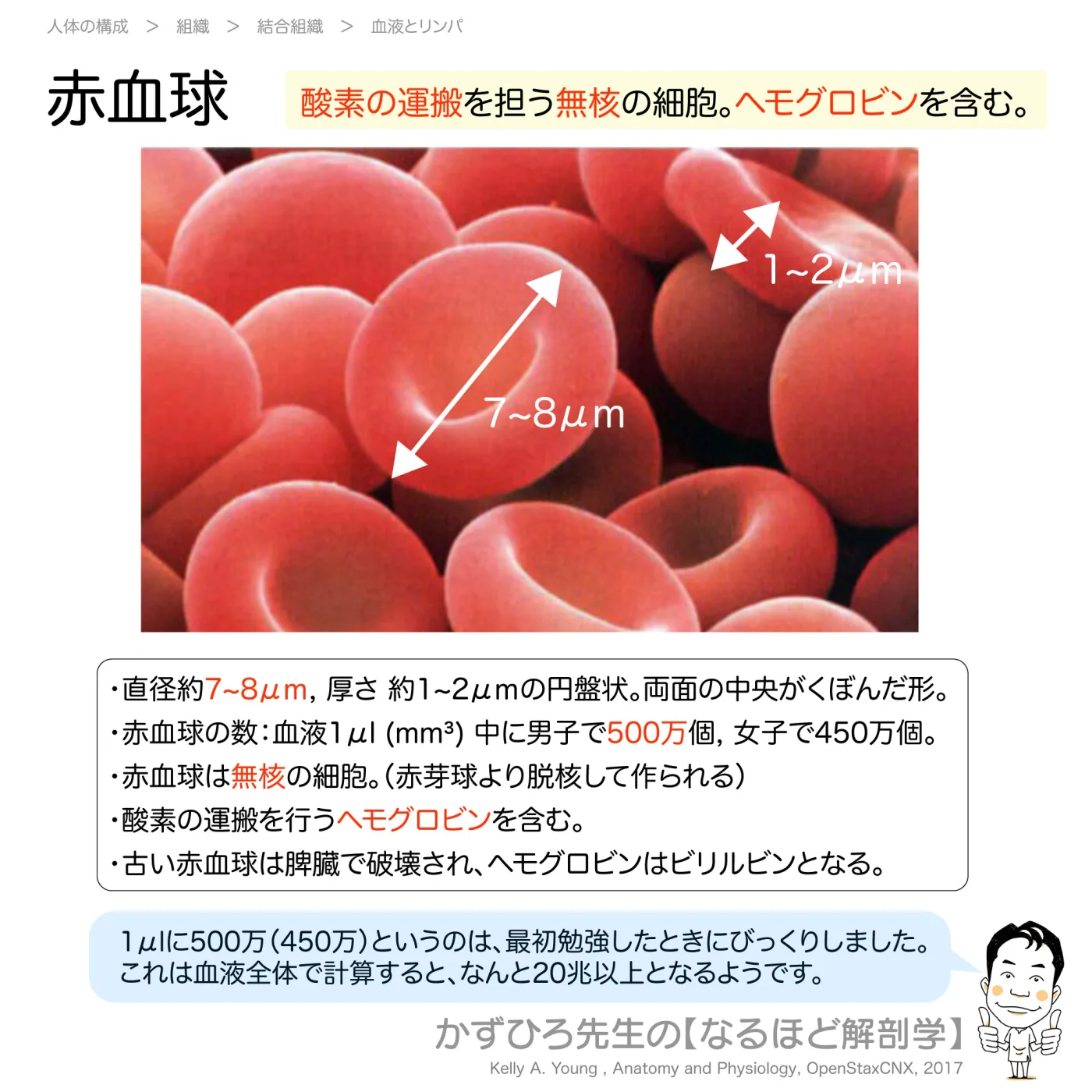 赤血球