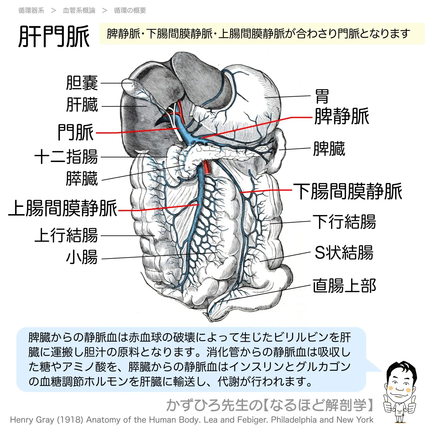 肝門脈