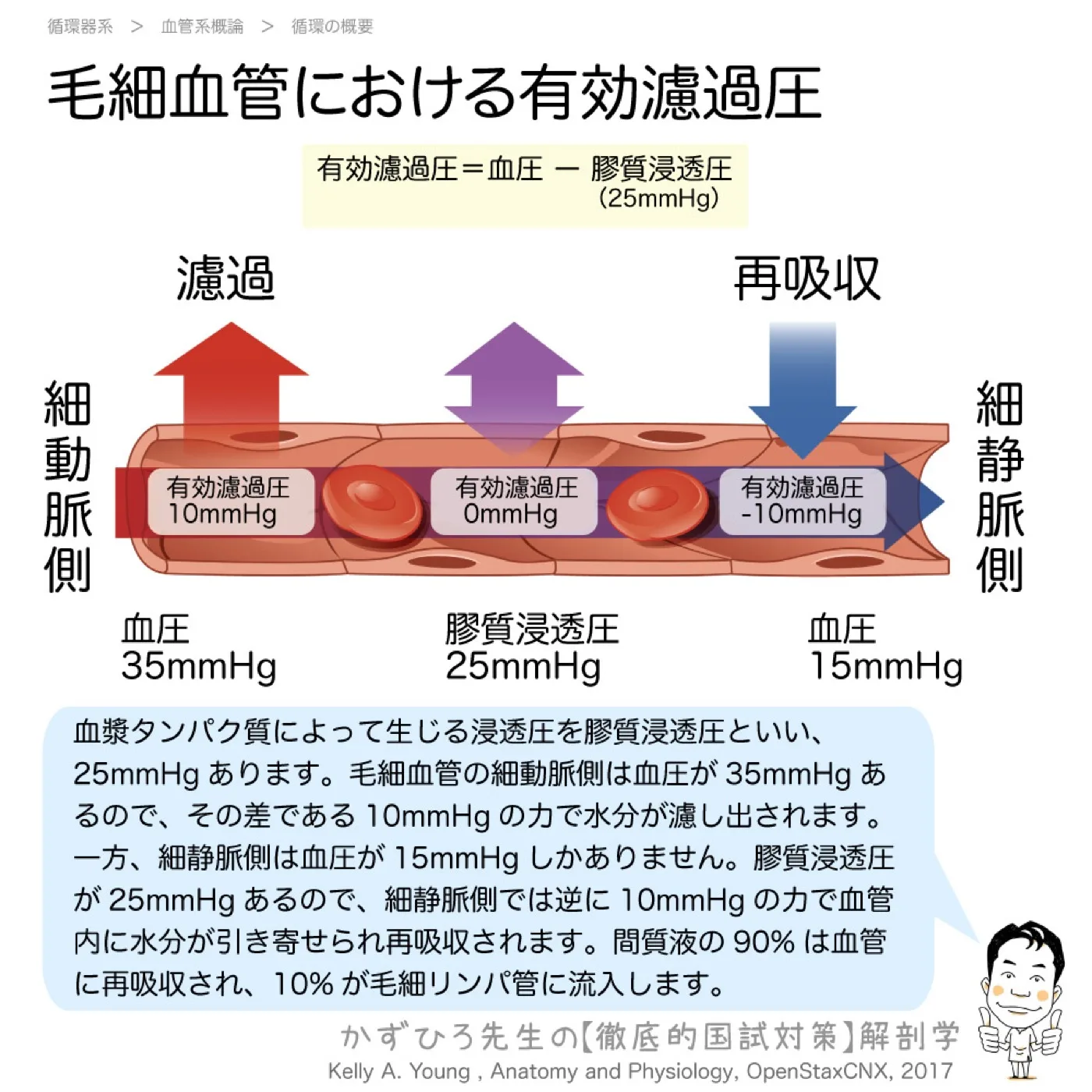 毛細血管における有効濾過圧